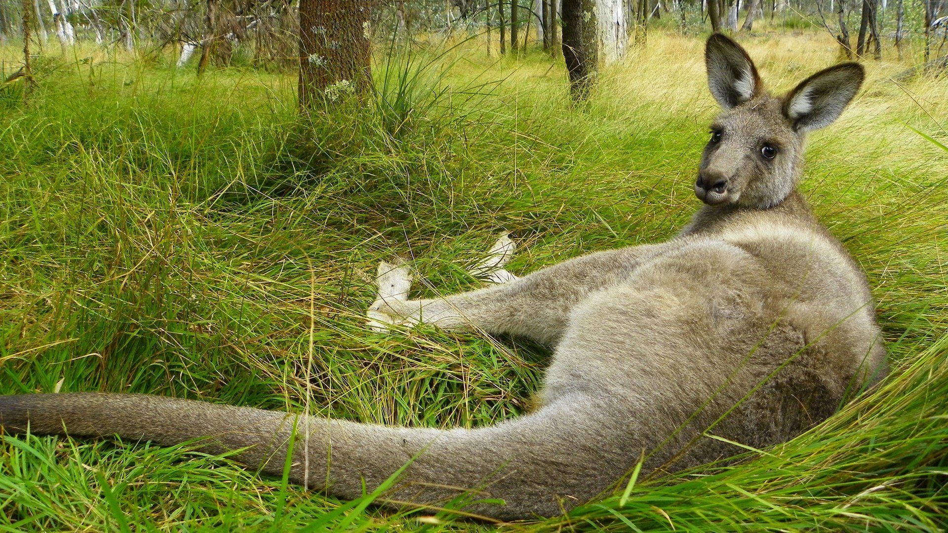 Обои трава, поза, взгляд, лежит, австралия, кенгуру, grass, pose, look, lies, australia, kangaroo разрешение 2560x1920 Загрузить