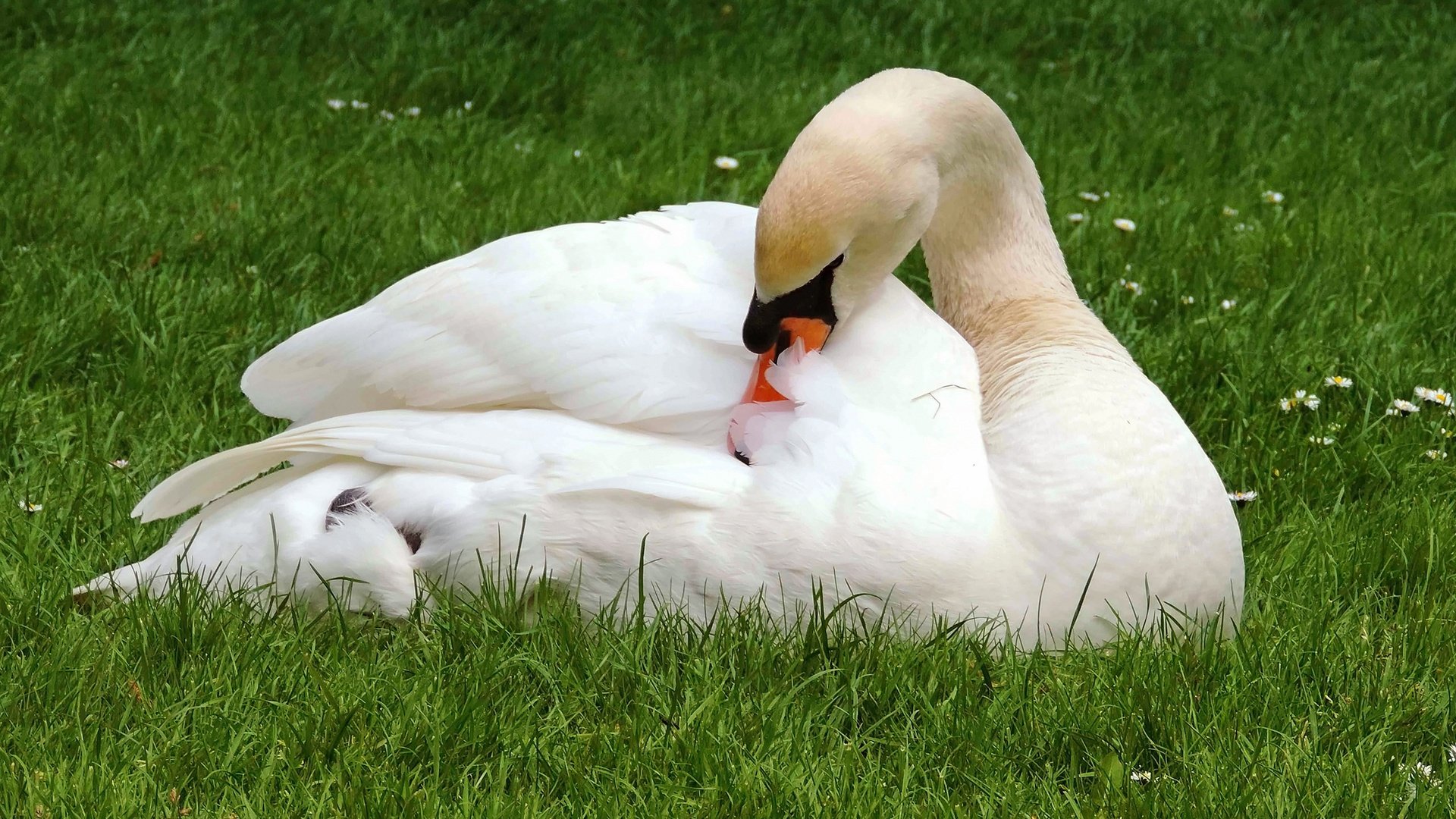 Обои трава, лебедь, природа, белый, лежит, поляна, птица, клюв, перья, grass, swan, nature, white, lies, glade, bird, beak, feathers разрешение 2560x1707 Загрузить