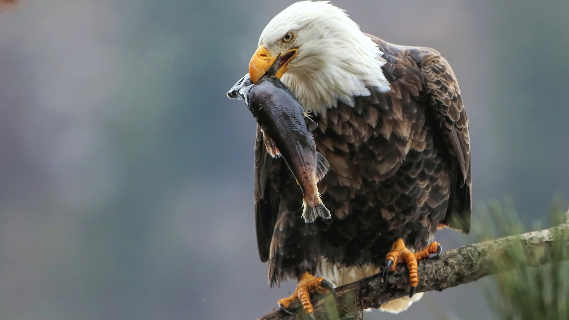 Обои ветка, фон, птица, рыба, белоголовый орлан, улов, branch, background, bird, fish, bald eagle, catch разрешение 2048x1508 Загрузить