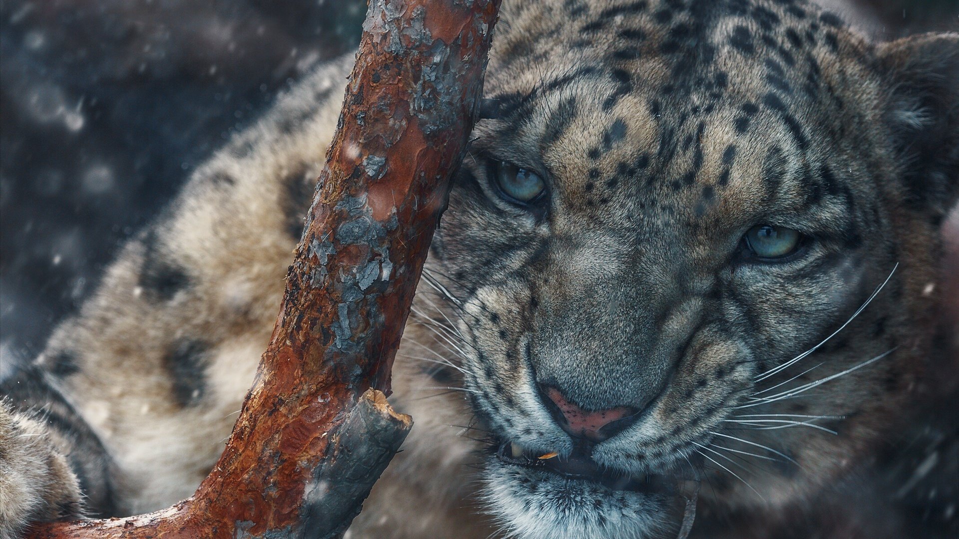 Обои ветка, снег, природа, взгляд, хищник, животное, снежный барс, ирбис, branch, snow, nature, look, predator, animal, snow leopard, irbis разрешение 2136x1704 Загрузить