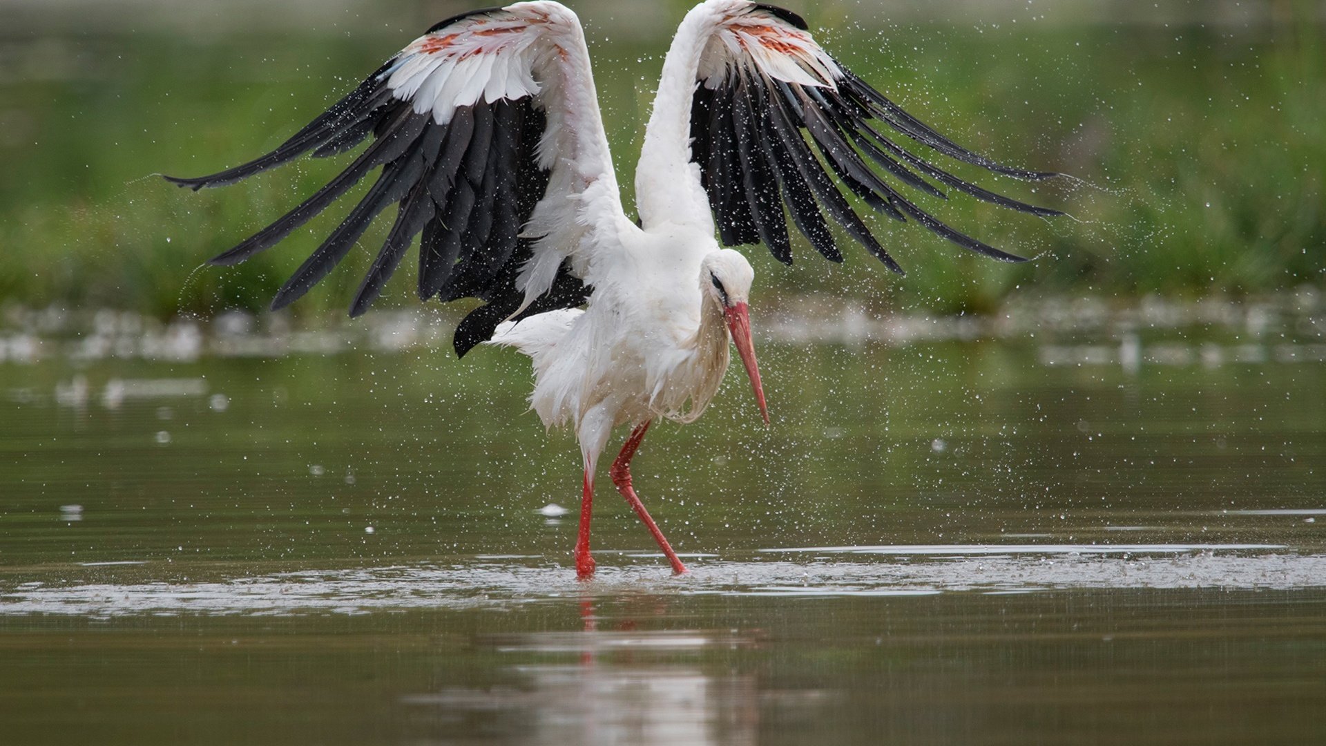 Обои вода, крылья, брызги, птица, аист, water, wings, squirt, bird, stork разрешение 1920x1280 Загрузить