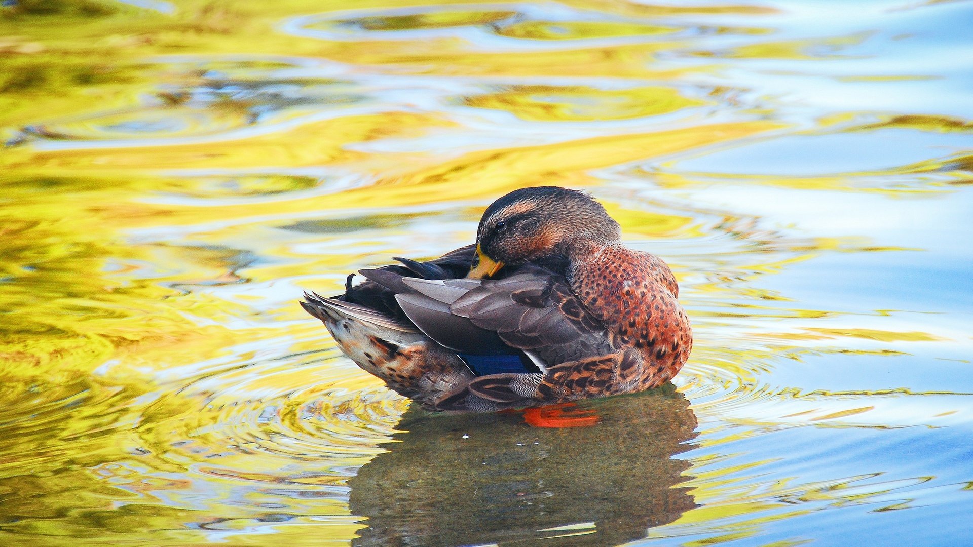 Обои вода, водоем, птица, утка, water, pond, bird, duck разрешение 2560x1714 Загрузить