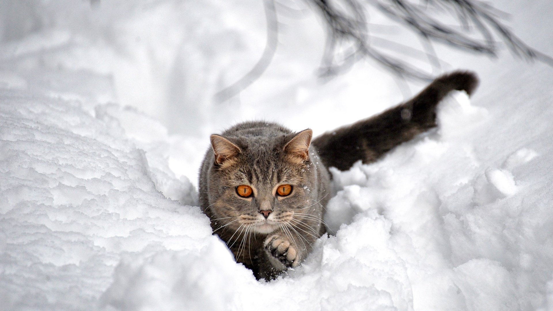 Обои снег, зима, кот, кошка, взгляд, сугроб, боке, snow, winter, cat, look, the snow, bokeh разрешение 2048x1364 Загрузить