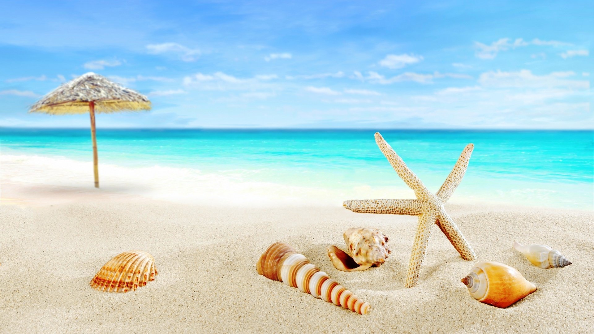 Обои пляж, океан, ракушки, beach, the ocean, shell разрешение 5855x3588 Загрузить