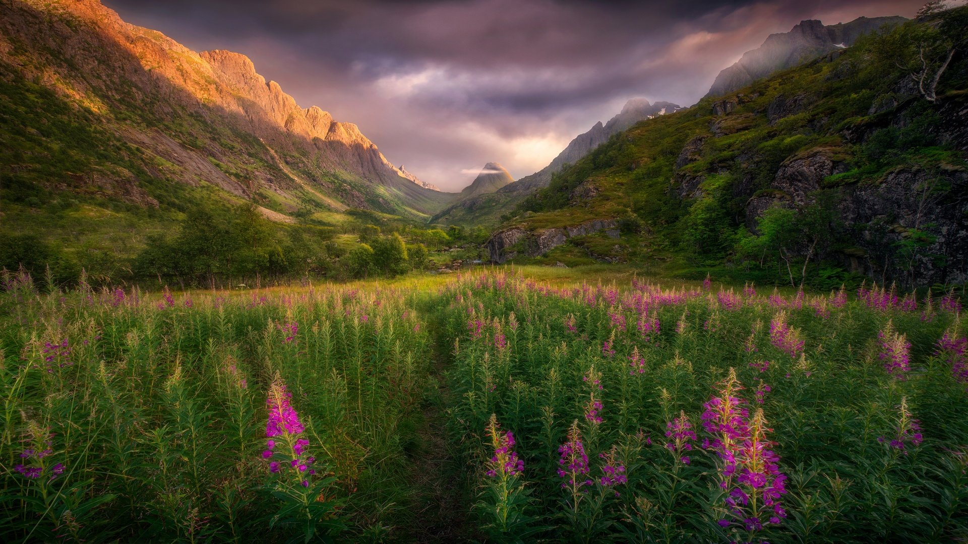 Обои цветы, горы, скалы, поле, лето, тропинка, луг, иван-чай, flowers, mountains, rocks, field, summer, path, meadow, ivan-tea разрешение 3840x2160 Загрузить