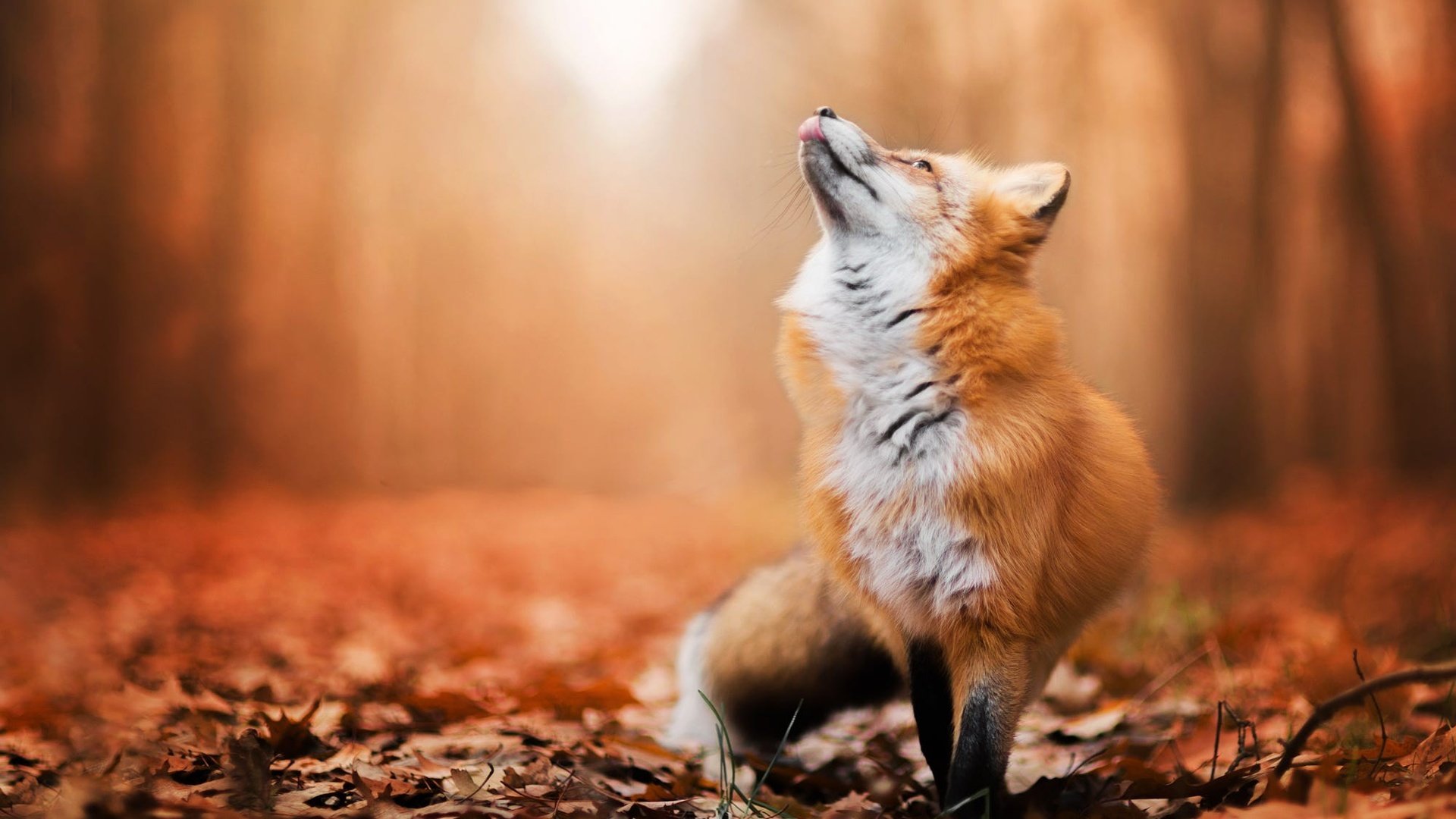 Обои листья, осень, лиса, лисица, животное, leaves, autumn, fox, animal разрешение 2000x1334 Загрузить