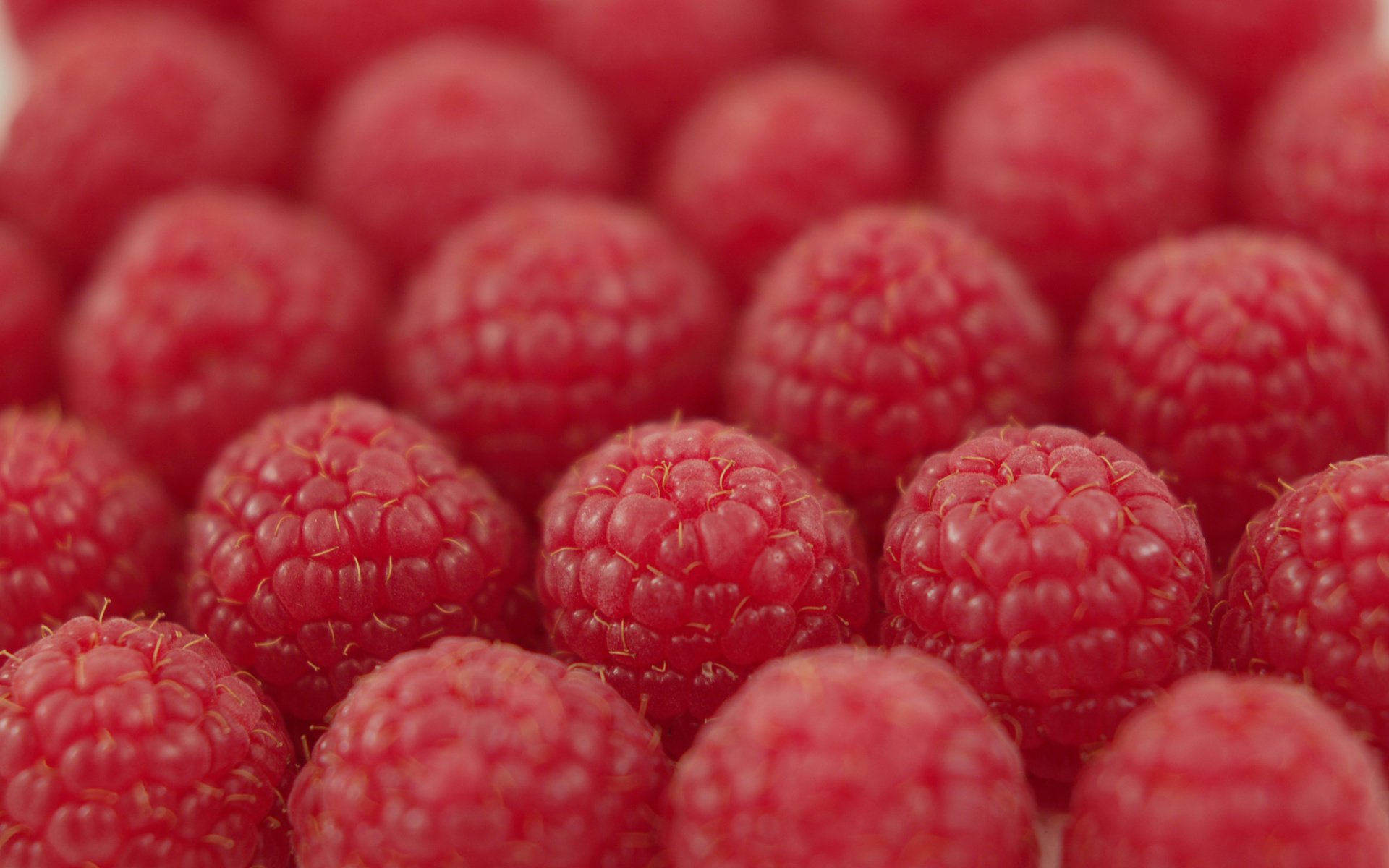 Обои малина, ягода, ряды, raspberry, berry, the ranks разрешение 3008x2000 Загрузить