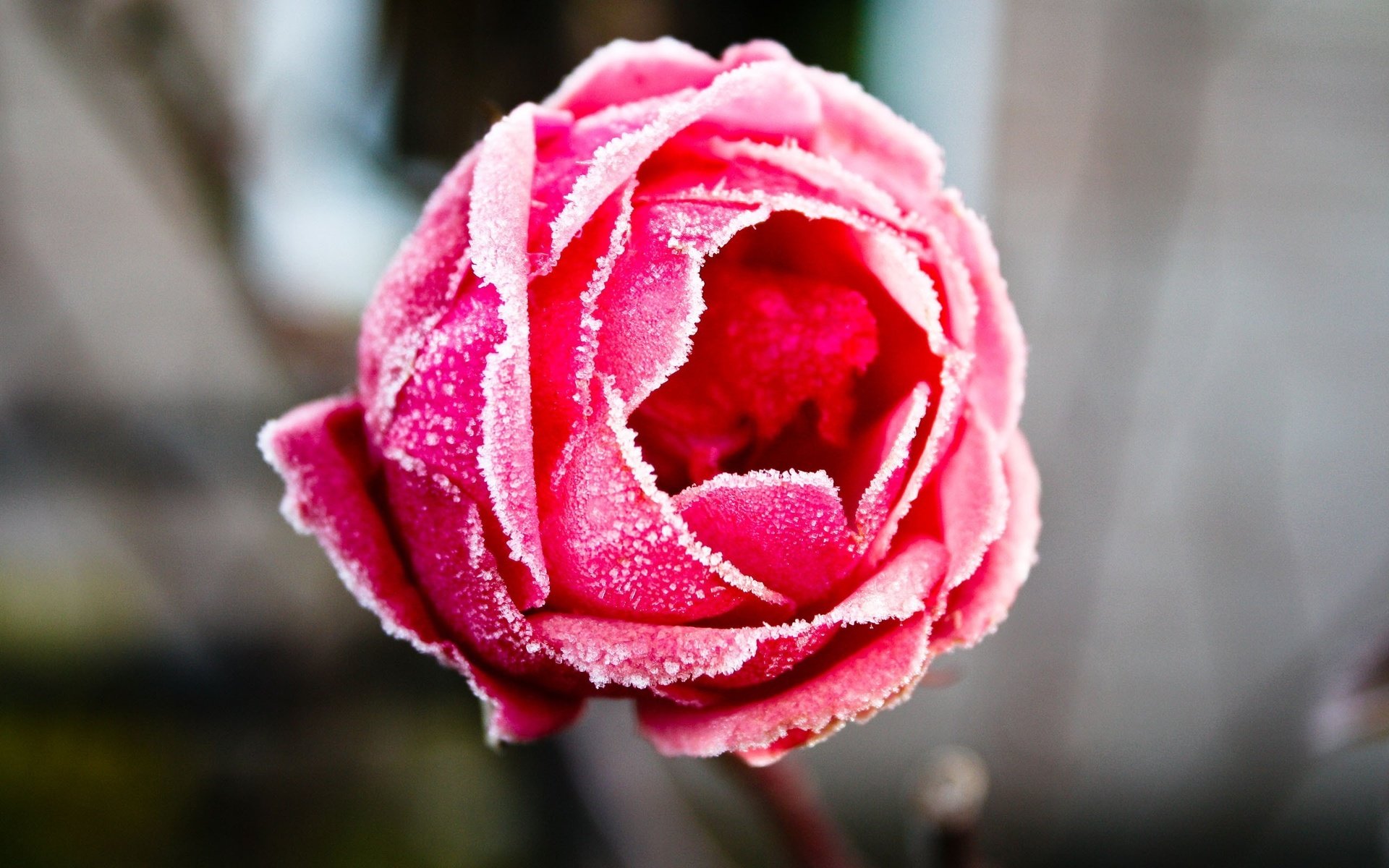Обои мороз, розы, иней, frost, roses разрешение 2560x1600 Загрузить