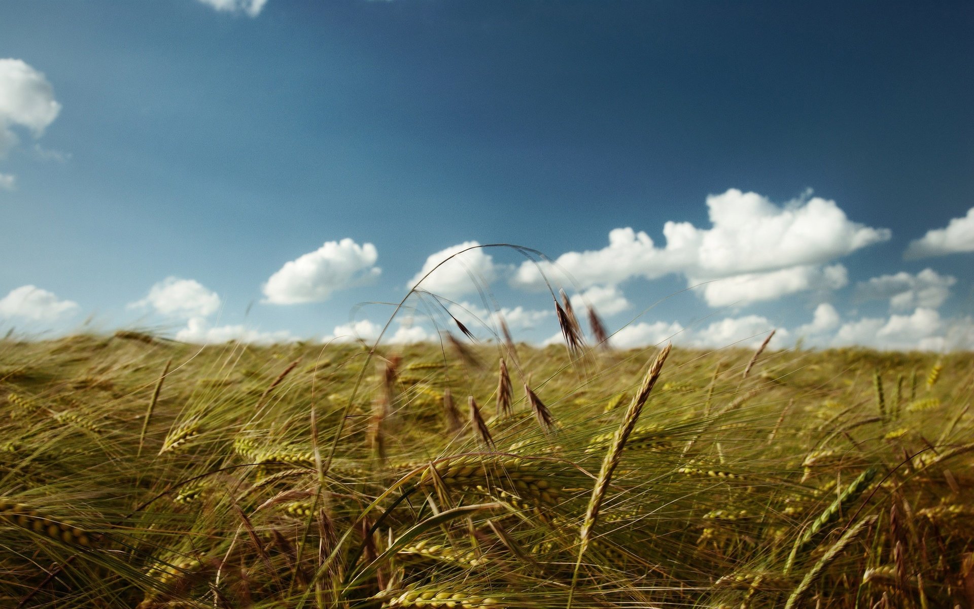 Обои небо, облака, поле, колосья, пшеница, the sky, clouds, field, ears, wheat разрешение 2560x1600 Загрузить