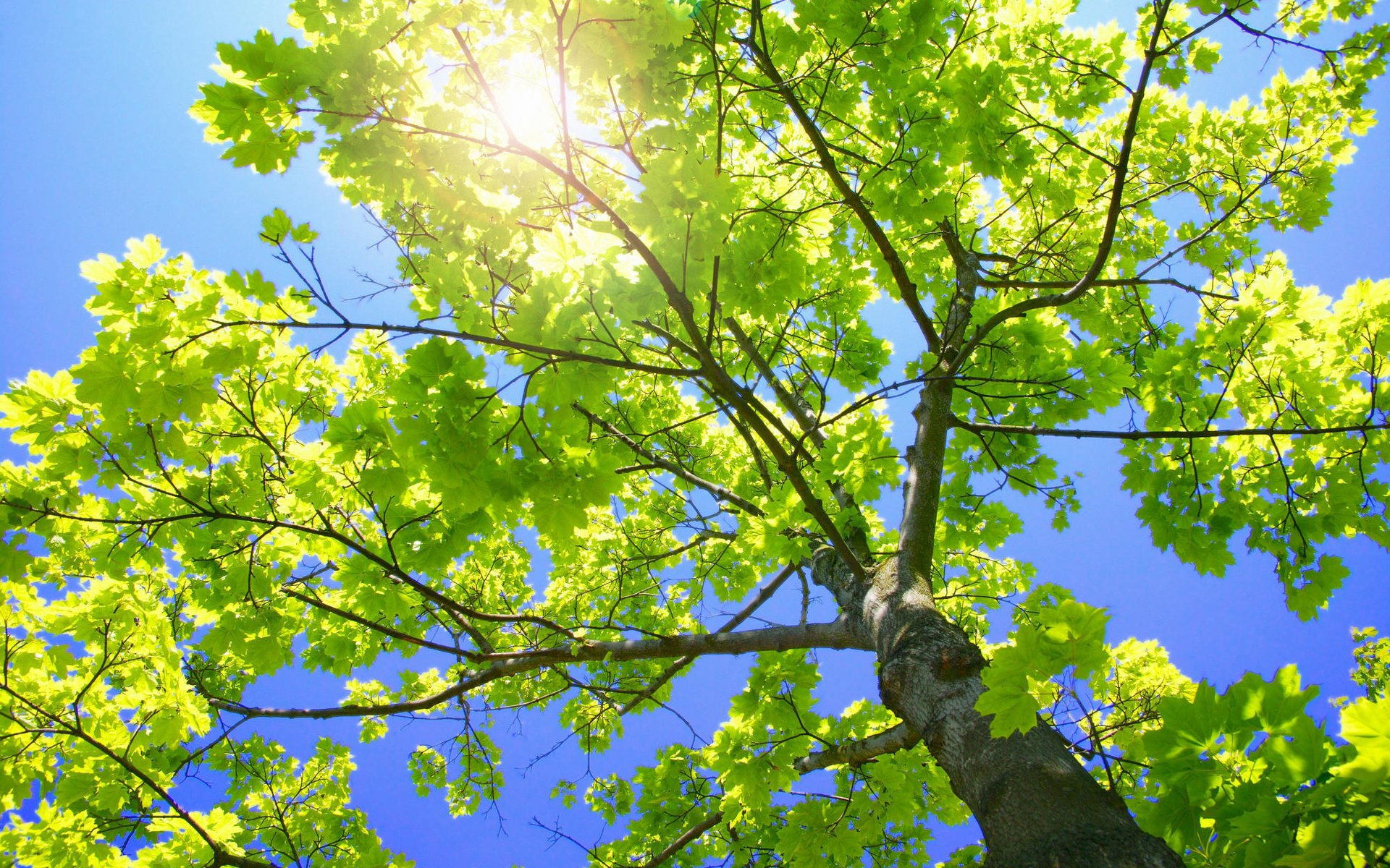 Обои небо, природа, ветки, листва, ствол, зелёное дерево, the sky, nature, branches, foliage, trunk, green tree разрешение 1999x1333 Загрузить