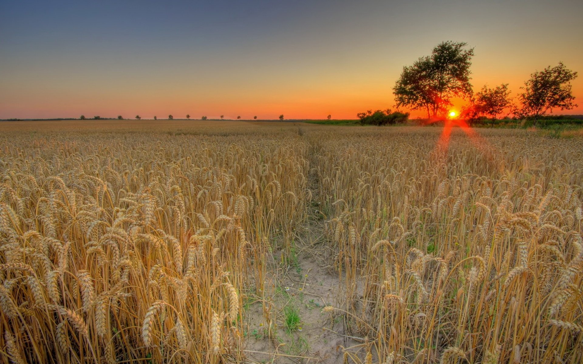 Обои солнце, закат, поле, пшеница, the sun, sunset, field, wheat разрешение 1944x1311 Загрузить