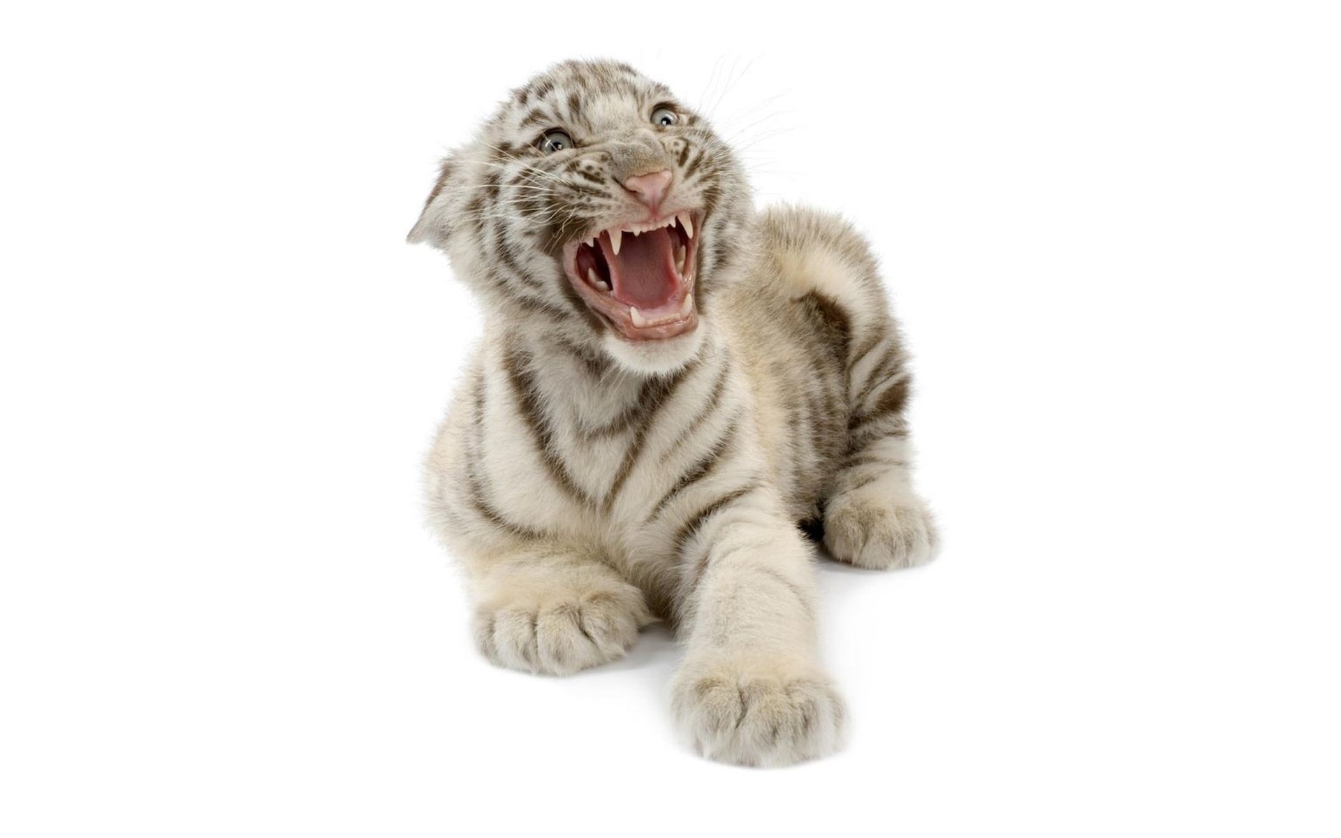 Обои тигр, тигренок, белый бенгальский тигр, tiger, white bengal tiger разрешение 2000x1250 Загрузить