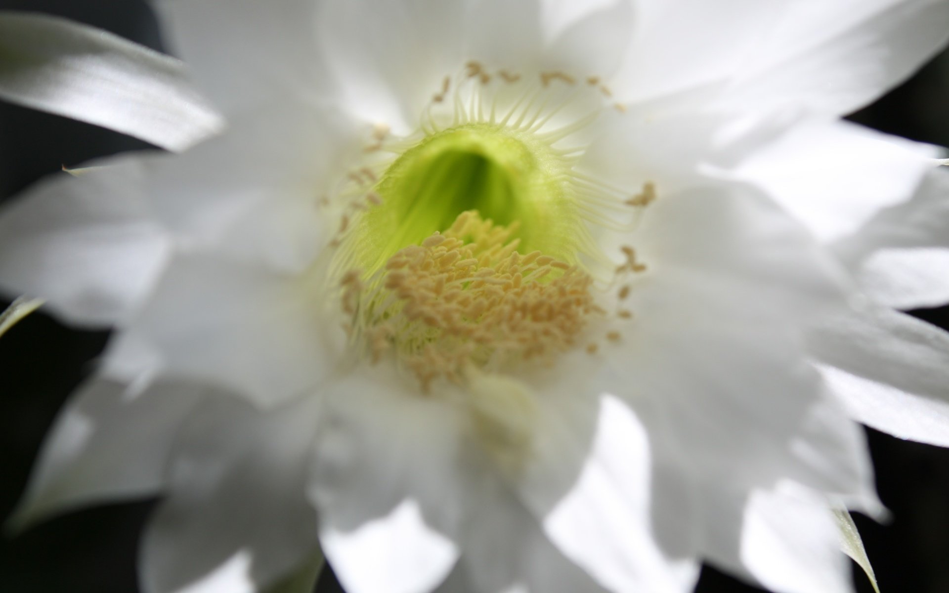 Обои макро, тычинки, кактус, macro, stamens, cactus разрешение 4272x2848 Загрузить