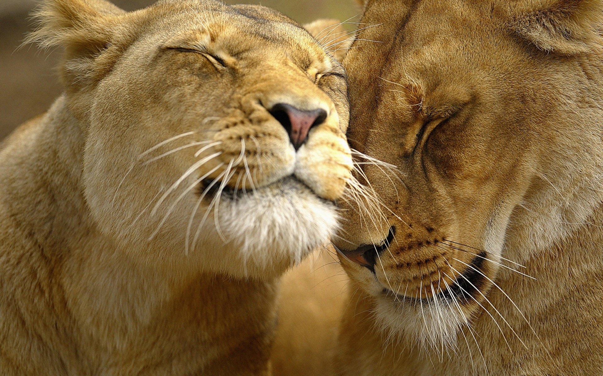 Обои морда, львы, лев, ласки, львица, face, lions, leo, affection, lioness разрешение 2000x1333 Загрузить