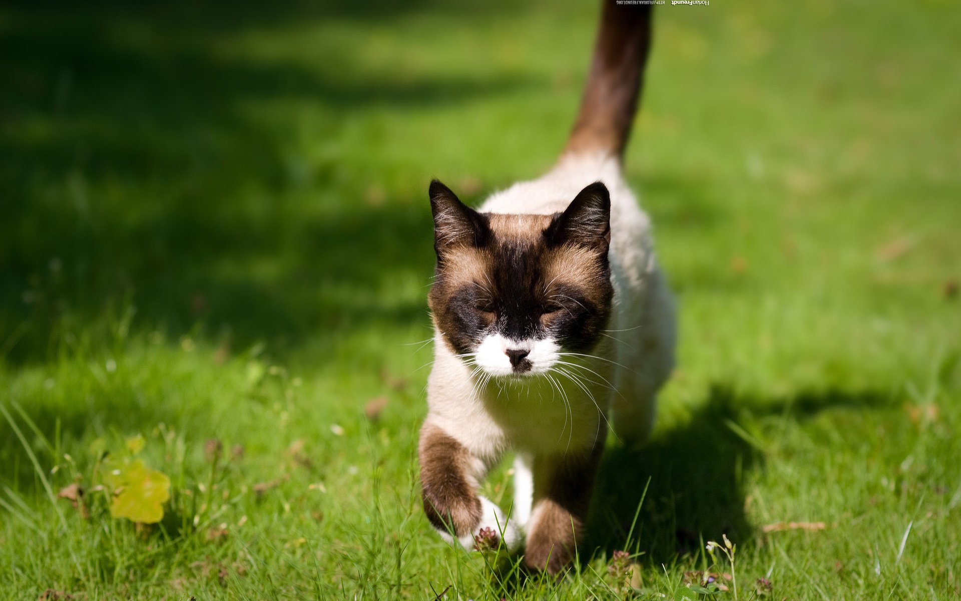 Обои глаза, трава, кошка, взгляд, бег, into the sun, зажмурил, eyes, grass, cat, look, running, screwed up разрешение 2560x1600 Загрузить