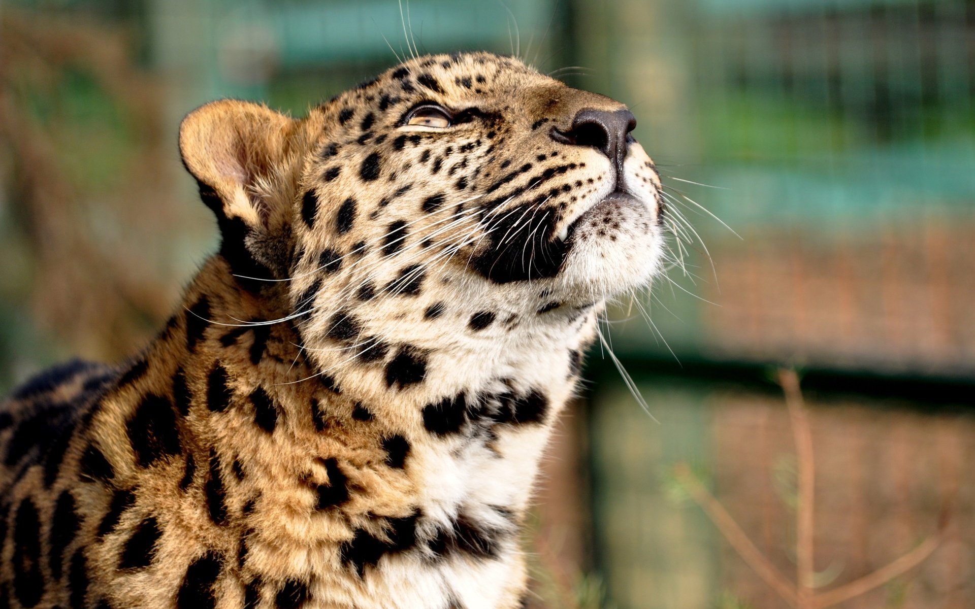 Обои леопард, голова, мечтательность, leopard, head, daydreaming разрешение 2560x1600 Загрузить
