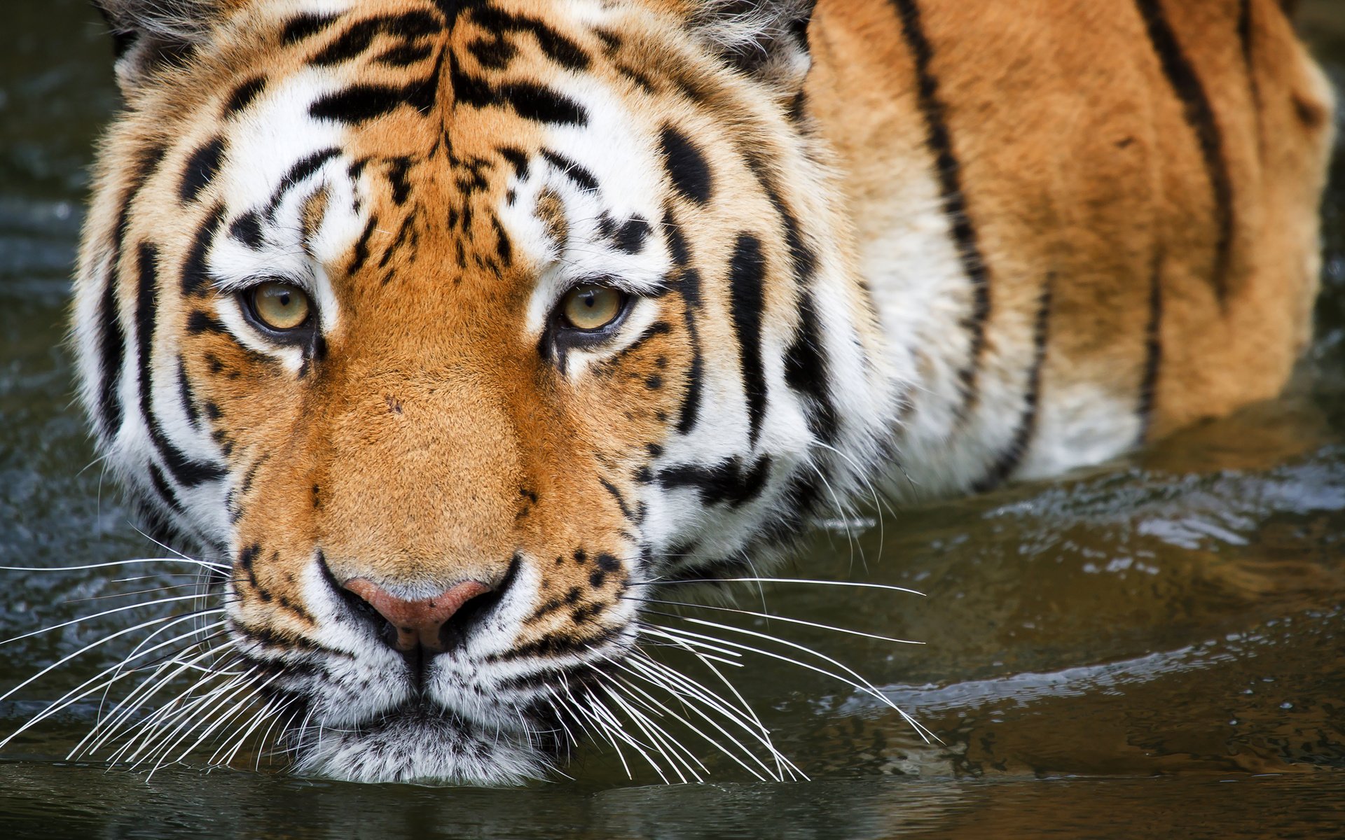 Обои тигр, вода, купание, tiger, water, bathing разрешение 2560x1600 Загрузить