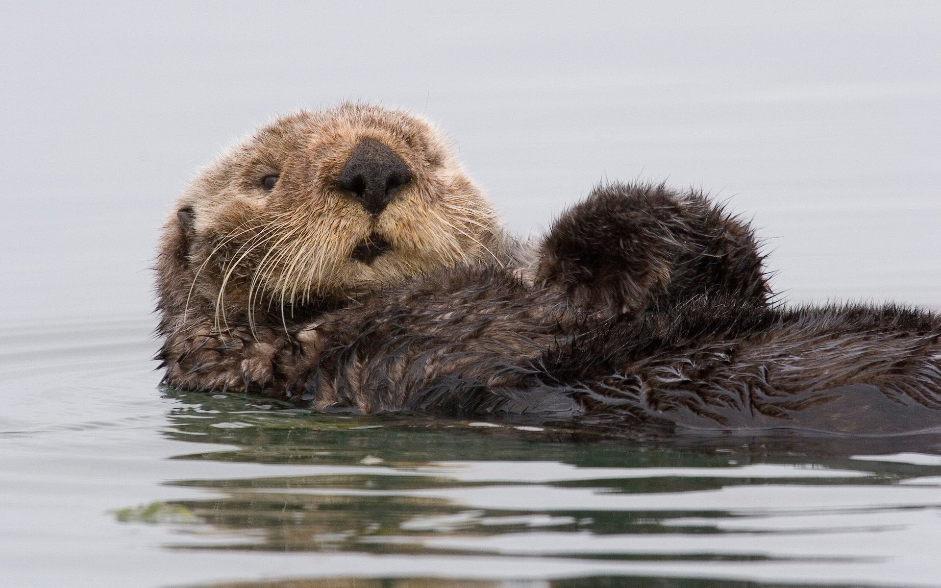 Обои вода, калифорния, калан, морская выдра, выдра, water, ca, kalan, sea otter, otter разрешение 3504x2336 Загрузить