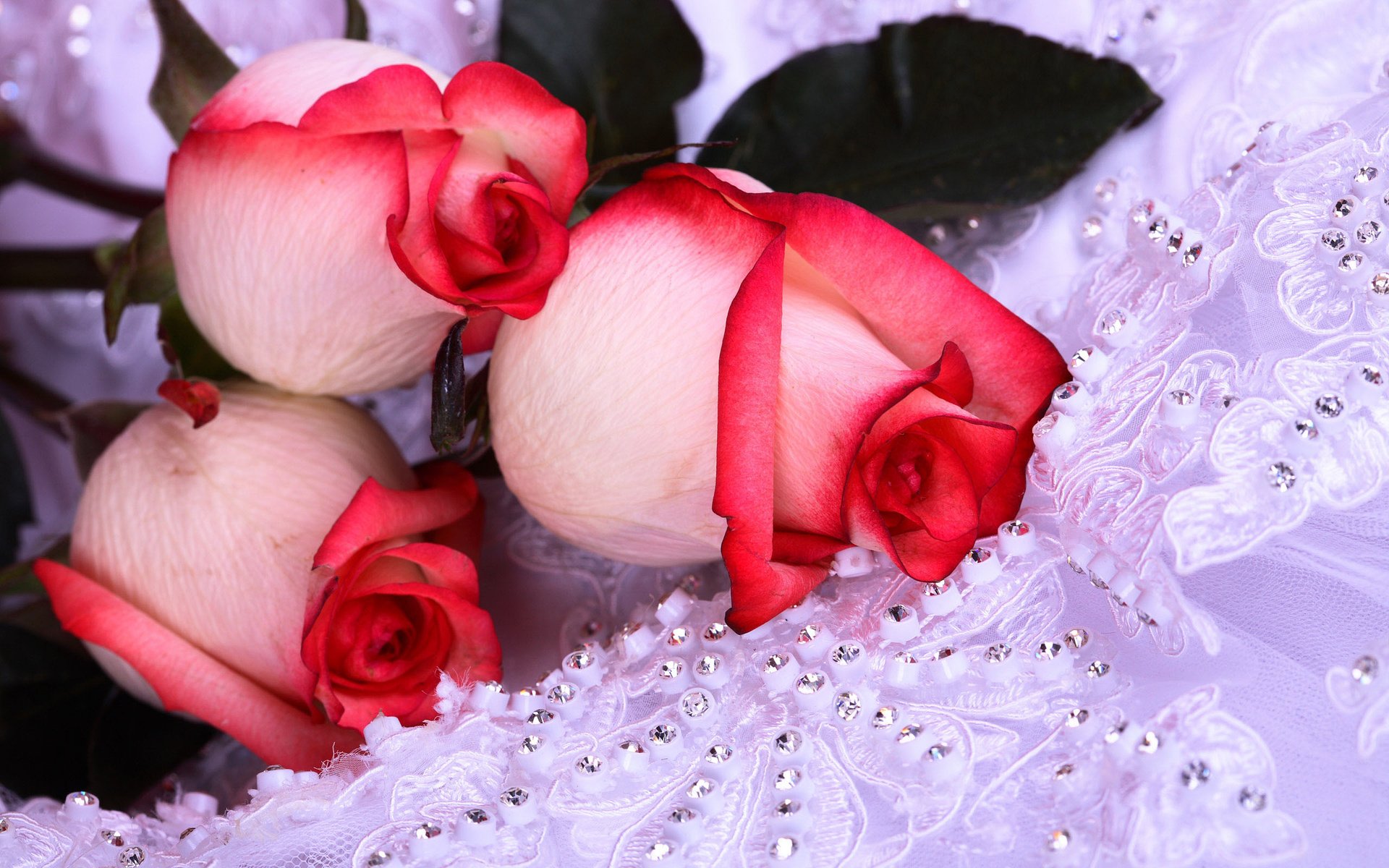 Обои цветы, розы, flowers, roses разрешение 2560x1600 Загрузить