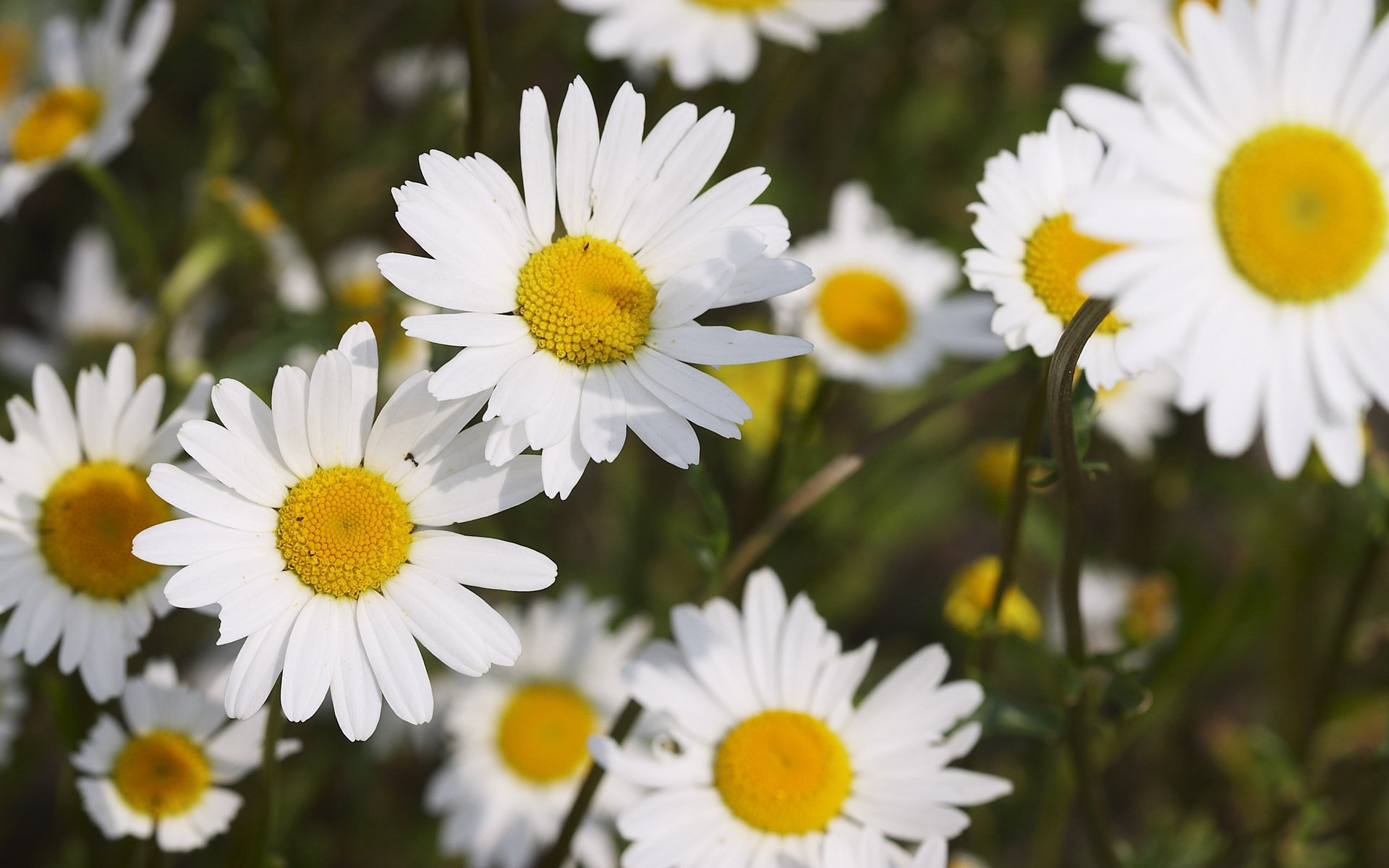 Обои цветы, лепестки, ромашки, много, белоснежные, flowers, petals, chamomile, a lot, white разрешение 2560x1600 Загрузить