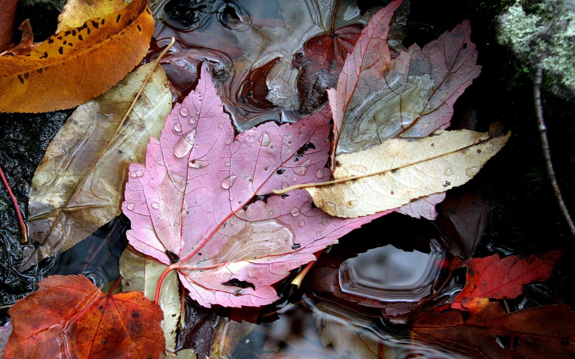 Обои вода, листья, осень, water, leaves, autumn разрешение 2364x1936 Загрузить