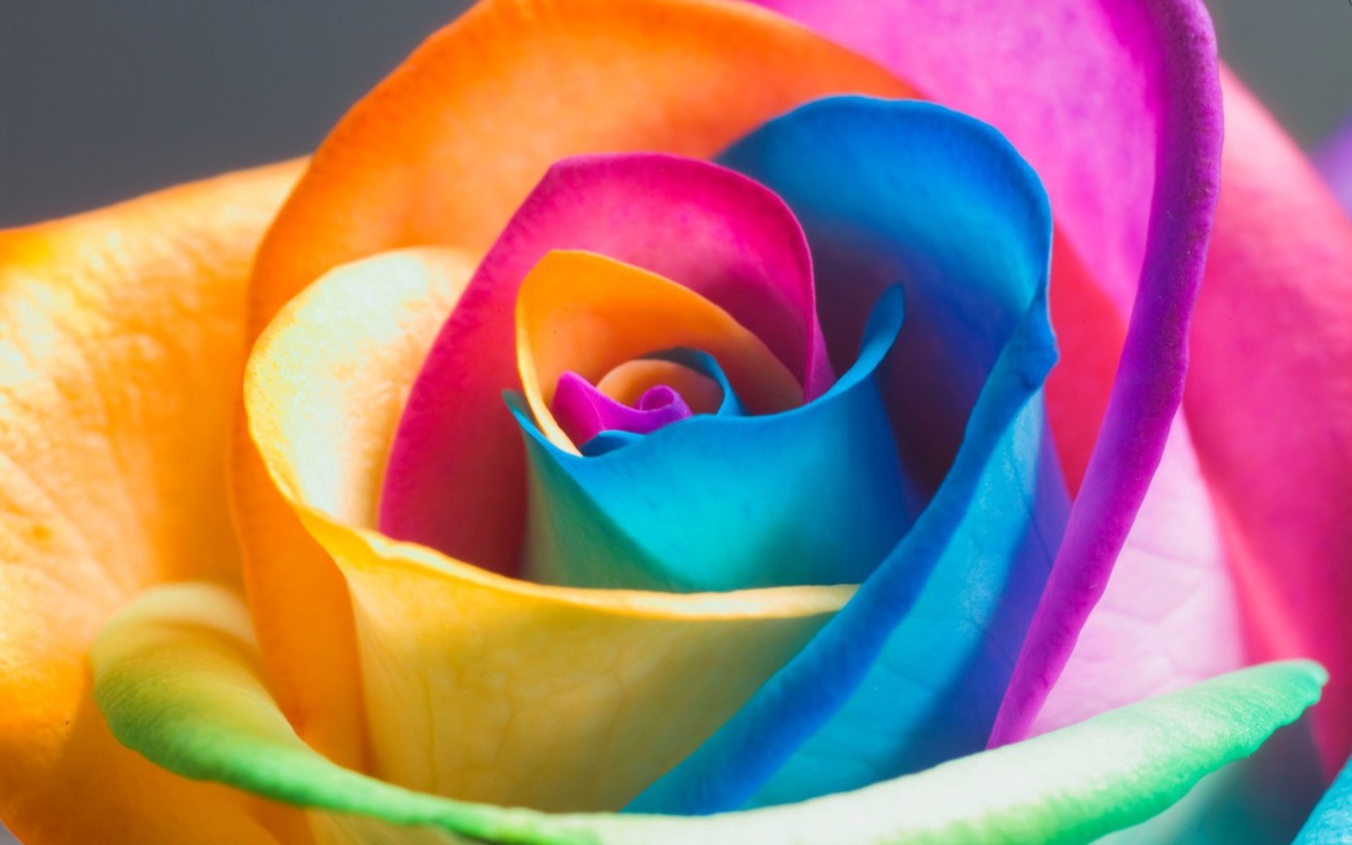 Обои роза, лепестки, бутон, цветные, rose, petals, bud, colored разрешение 2560x1600 Загрузить