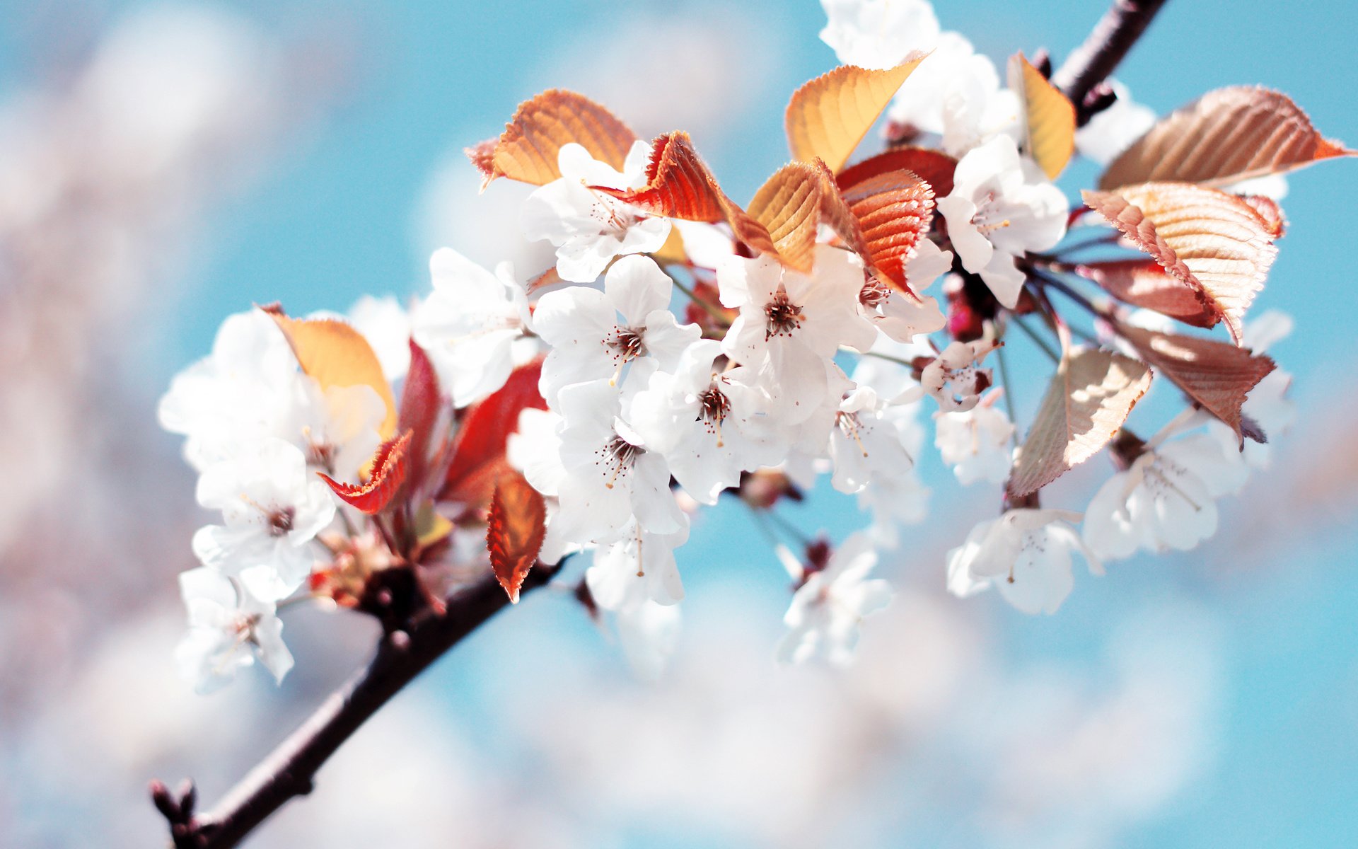 Обои белый, весна, вишня, white, spring, cherry разрешение 2560x1600 Загрузить