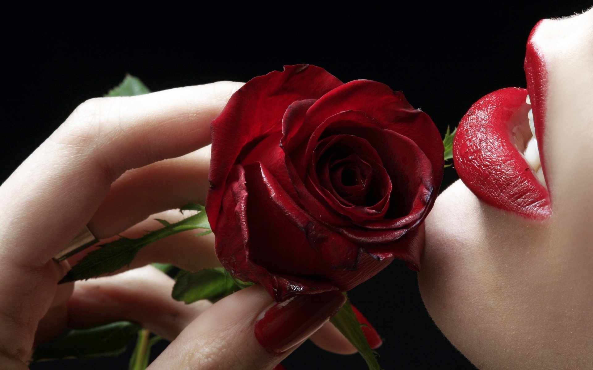 Обои роза, губы, пальцы, rose, lips, fingers разрешение 2560x1600 Загрузить