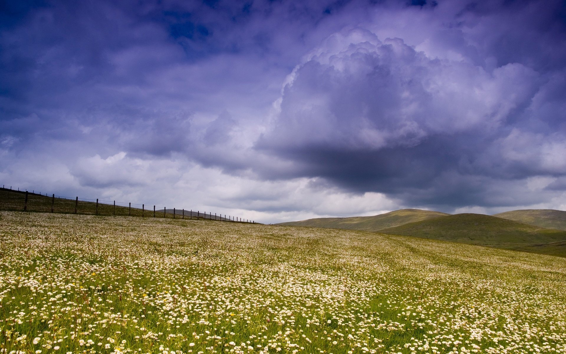 Обои небо, цветы, облака, поле, забор, the sky, flowers, clouds, field, the fence разрешение 2560x1600 Загрузить