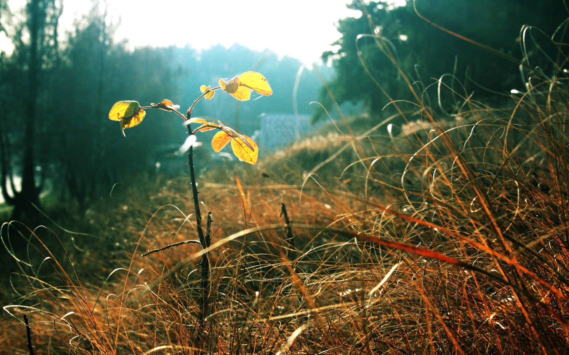 Обои трава, листья, осень, grass, leaves, autumn разрешение 3888x2592 Загрузить