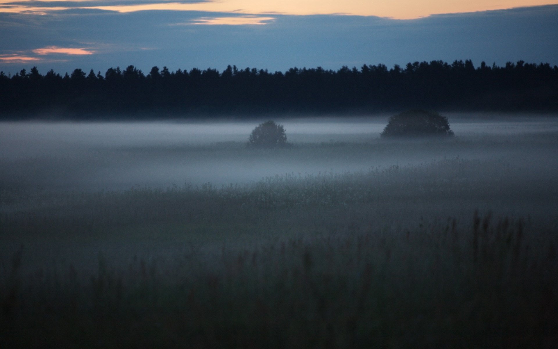 Обои лес, туман, поляна, forest, fog, glade разрешение 2560x1600 Загрузить