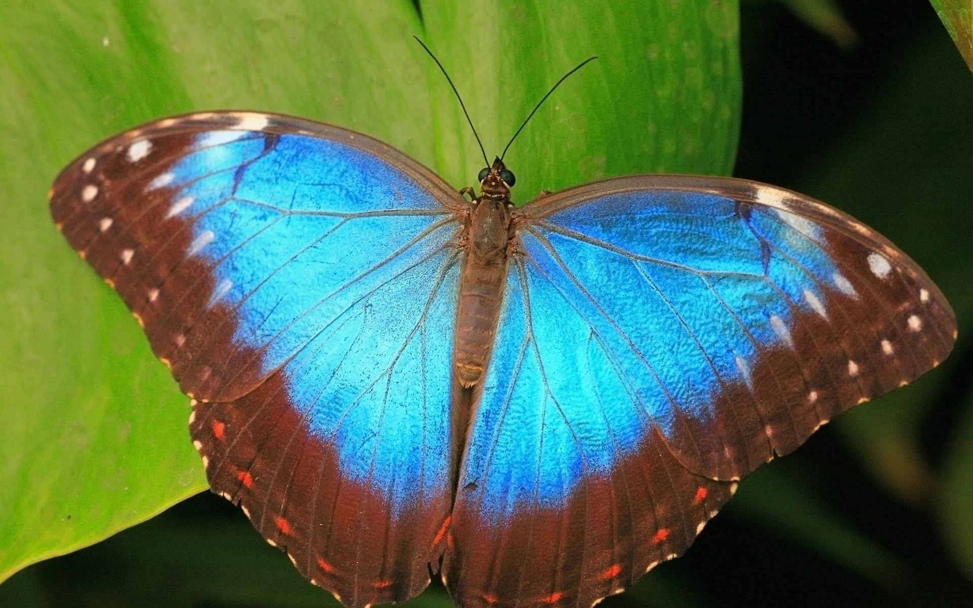 Обои листья, синий, бабочка, leaves, blue, butterfly разрешение 2400x1614 Загрузить