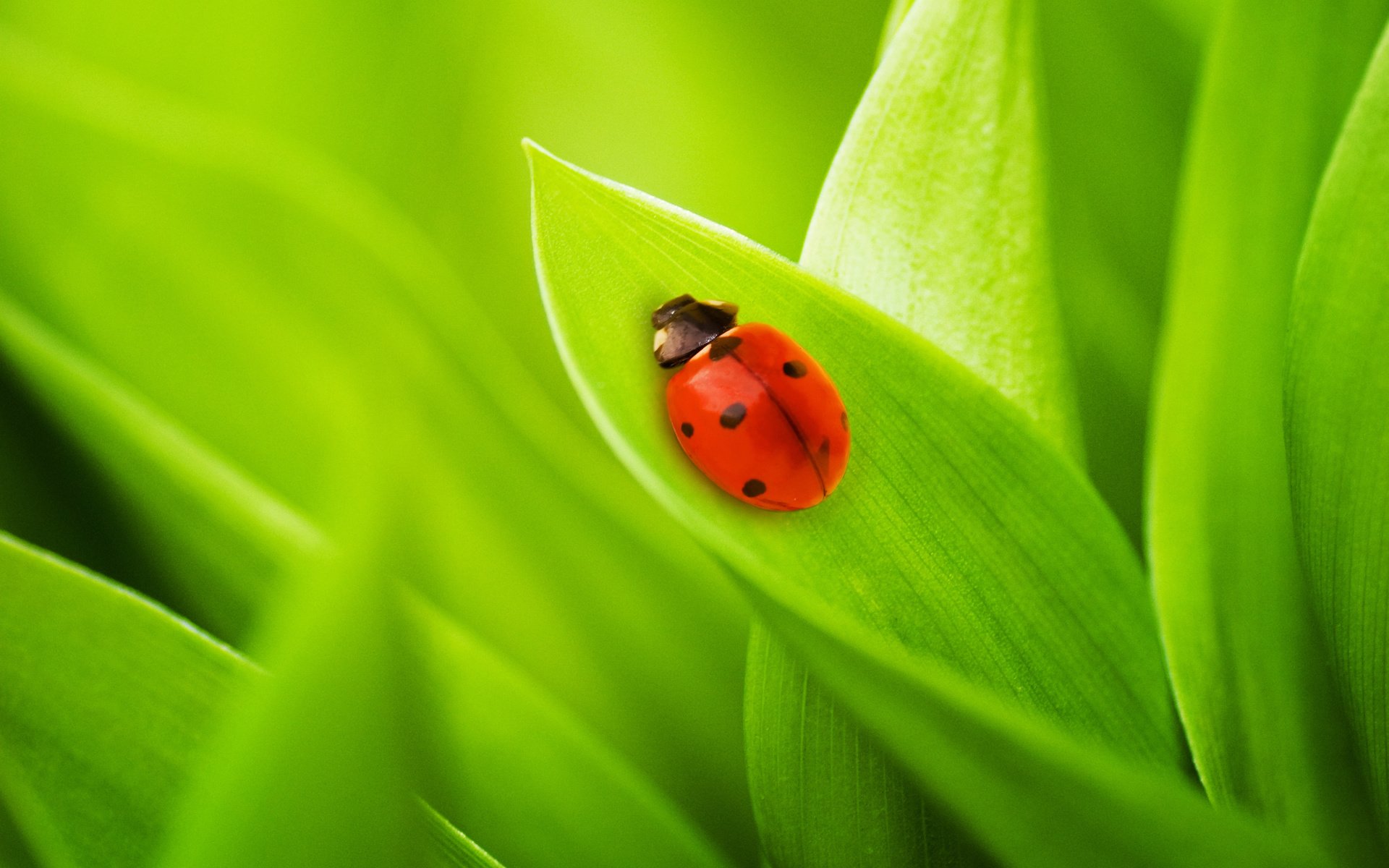 Обои трава, на природе, природа, листья, фото, божья коровка, макро обои, жуки, green macro, grass, nature, leaves, photo, ladybug, macro wallpaper, bugs, green grass разрешение 2592x1645 Загрузить