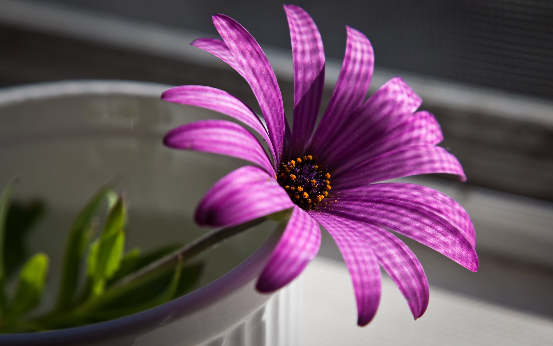 Обои макро, цветок, пурпурный, остеоспермум, африканская ромашка, macro, flower, purple, osteospermum, african daisy разрешение 2560x1600 Загрузить