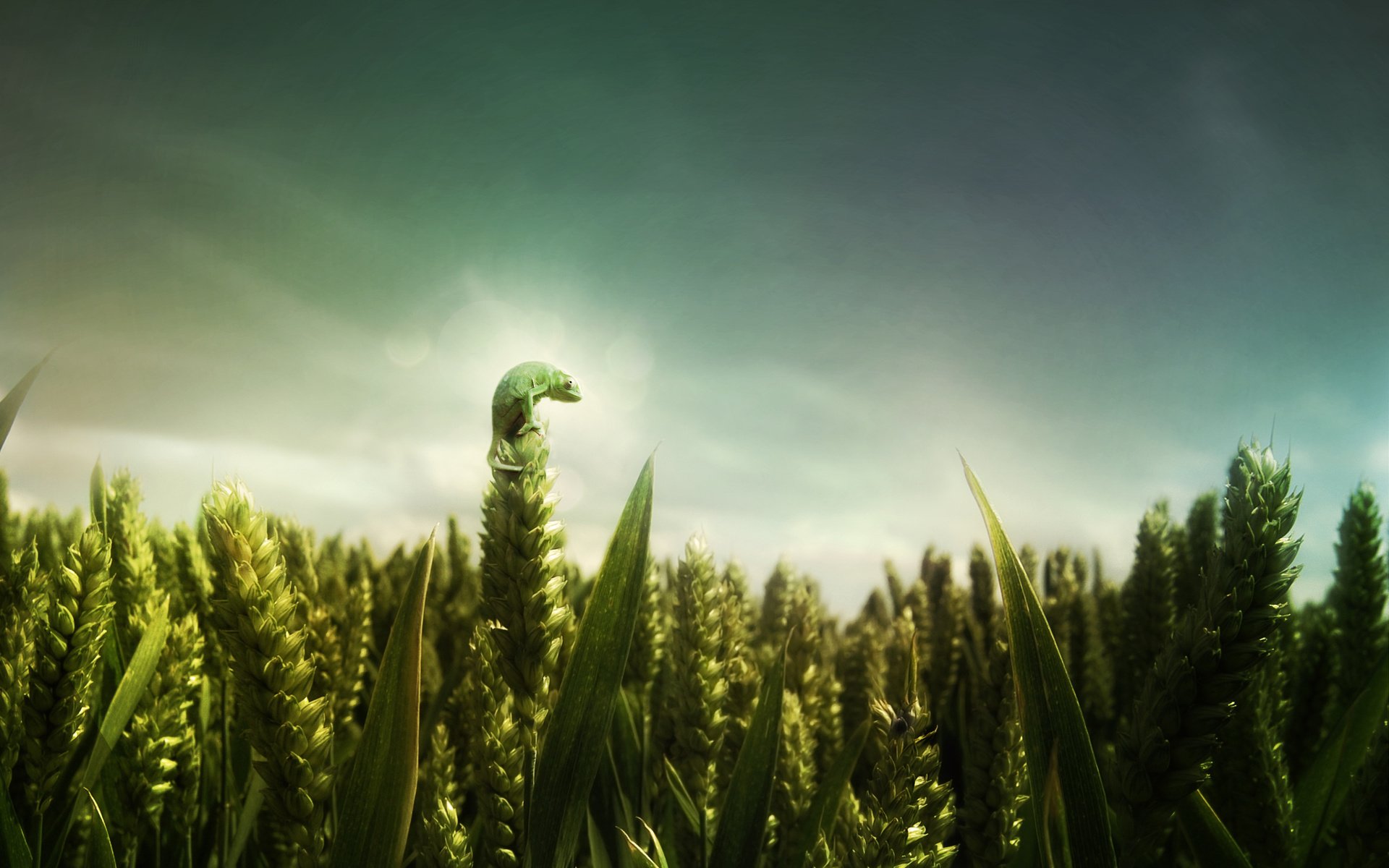 Обои зелёный, поле, ящерица, пшеница, green, field, lizard, wheat разрешение 2560x1600 Загрузить