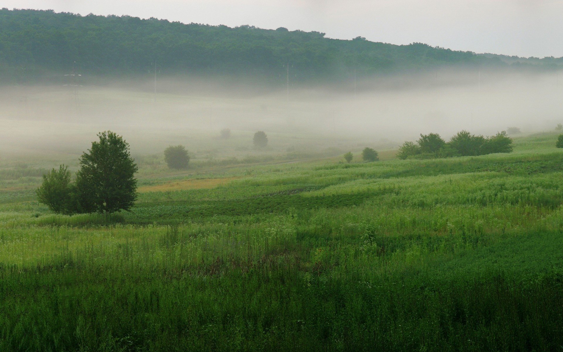 Обои трава, деревья, зелёный, туман, grass, trees, green, fog разрешение 3200x1200 Загрузить