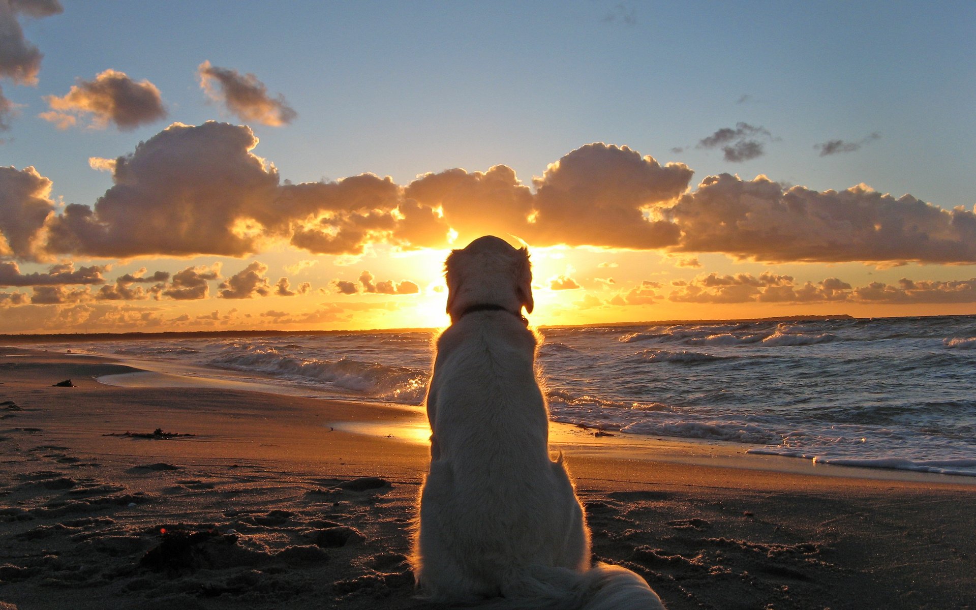 природа животные собака закат nature animals dog sunset бесплатно