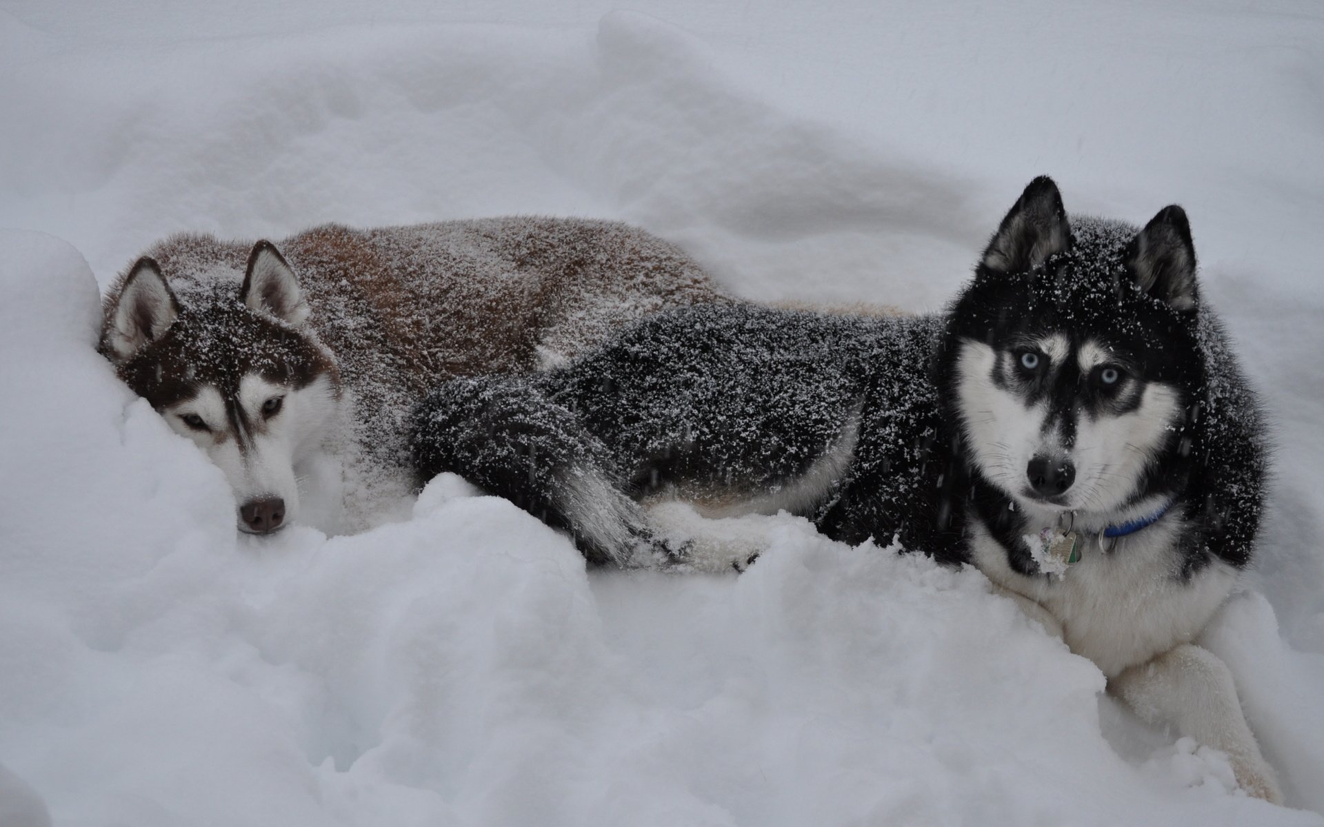 Обои снег, зима, волк, сугроб, snow, winter, wolf, the snow разрешение 3216x2136 Загрузить