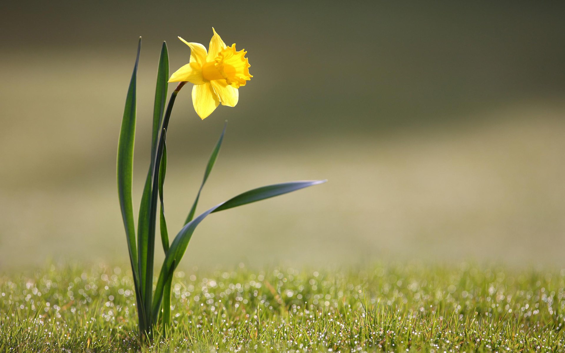 Обои цветы, трава, природа, желтый, фото, flowers, grass, nature, yellow, photo разрешение 2560x1600 Загрузить