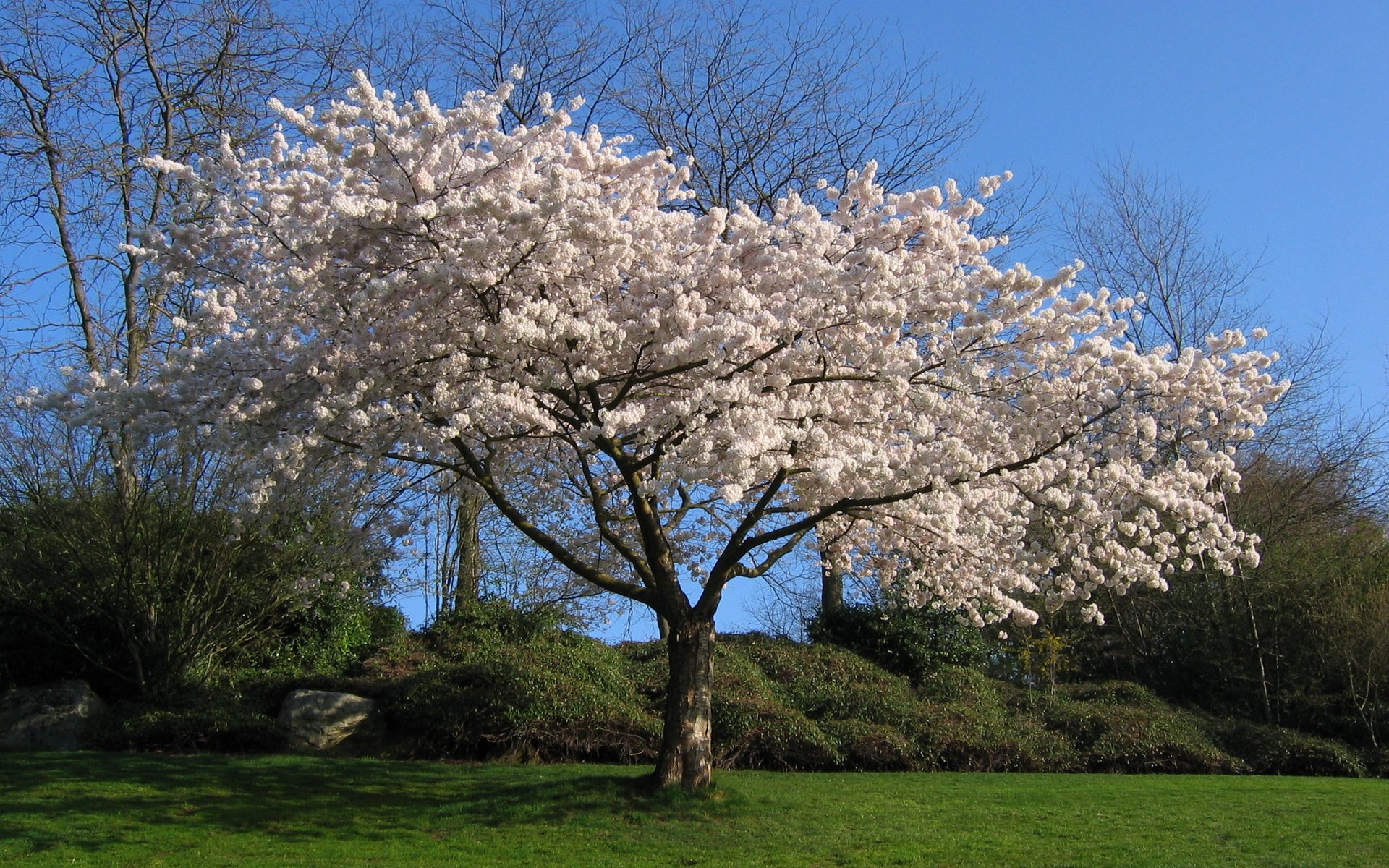 Обои дерево, белый, вишня, сакура, tree, white, cherry, sakura разрешение 2272x1704 Загрузить