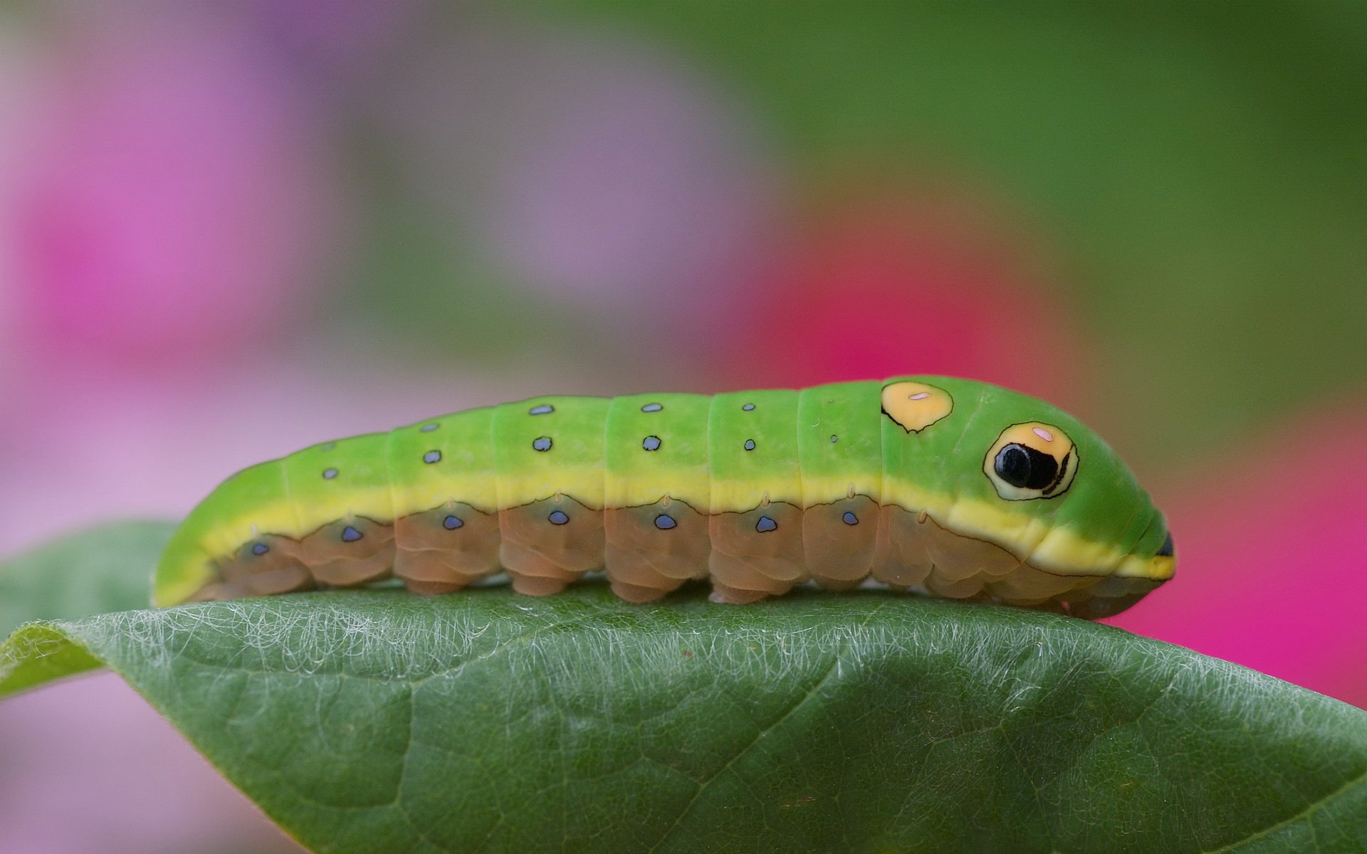 Обои листик, гусеница, цветная, leaf, caterpillar, color разрешение 3008x2000 Загрузить