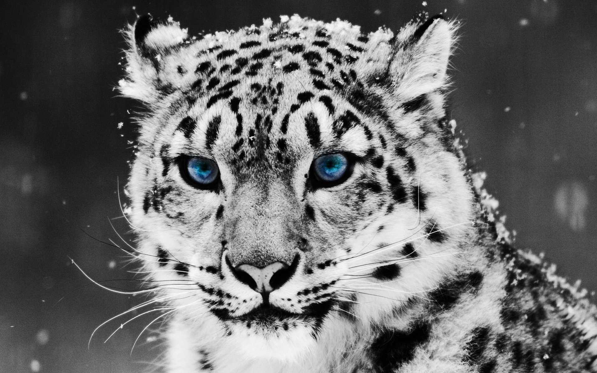 Обои снег, снежный барс, ирбис, snow, snow leopard, irbis разрешение 2560x1600 Загрузить