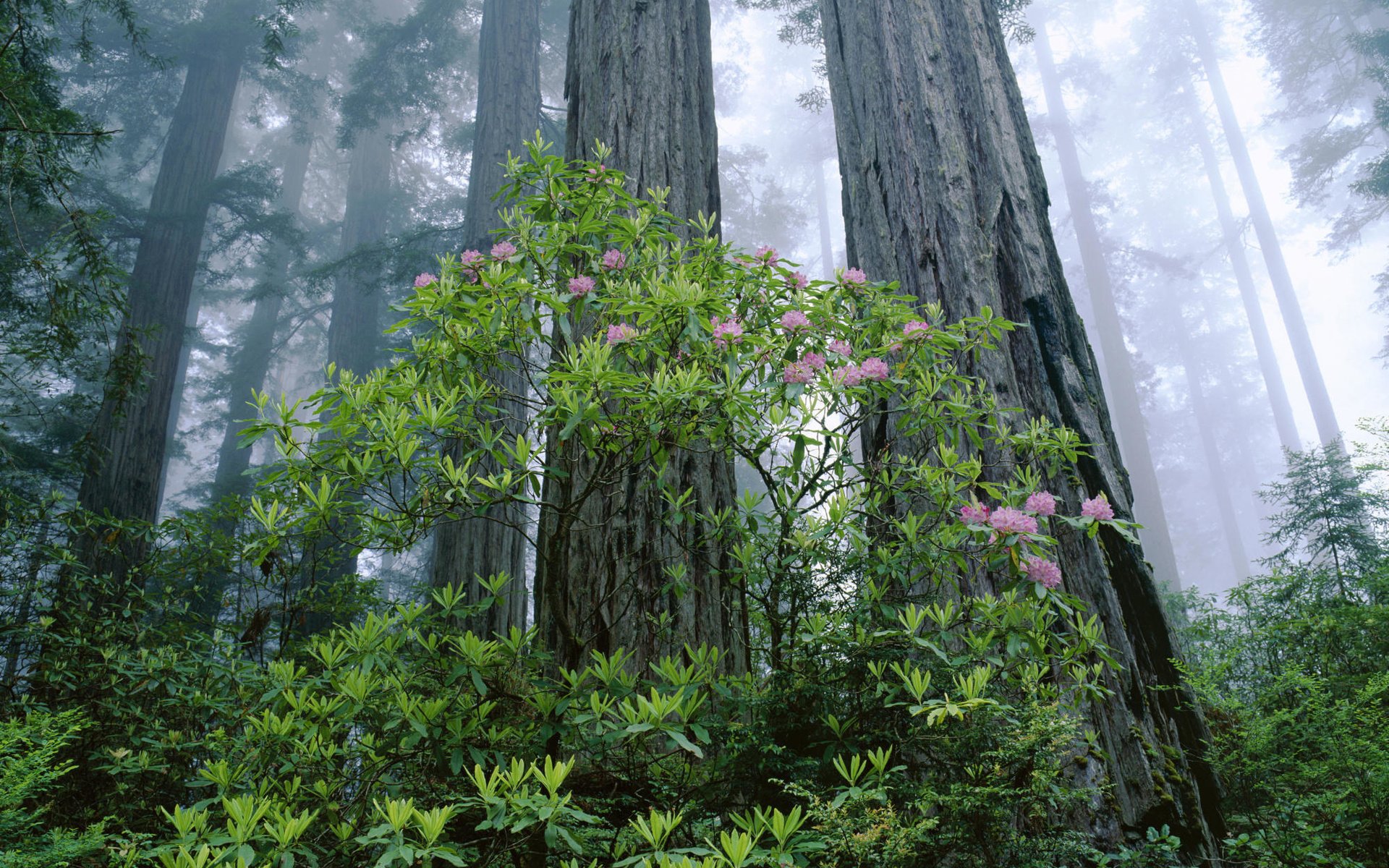 Обои деревья, лес, лучи солнца, сша, калифорния, redwood national park, национальный парк редвуд, редвуд, trees, forest, the rays of the sun, usa, ca разрешение 1999x1333 Загрузить