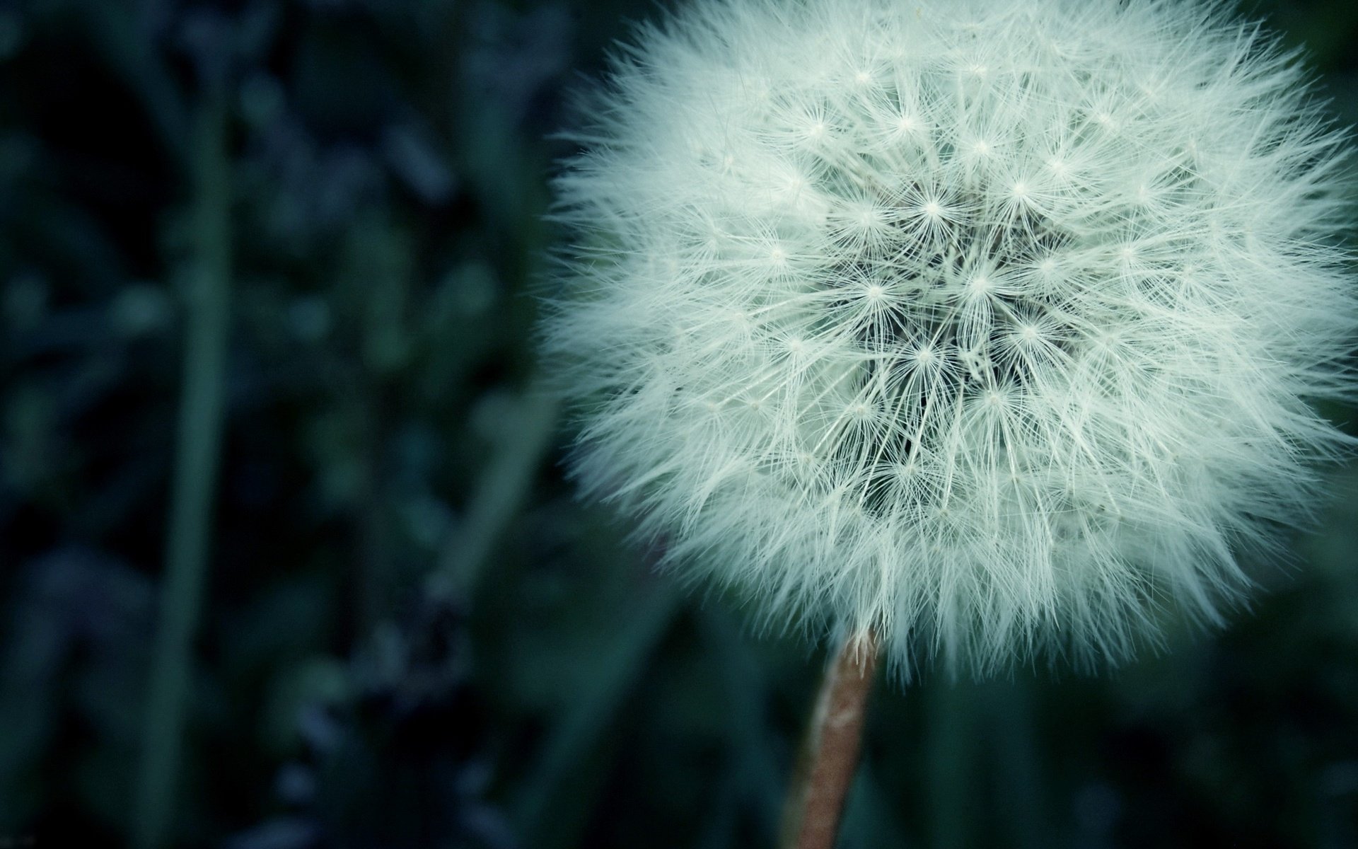 Обои трава, цветок, одуванчик, пух, пушинки, былинки, grass, flower, dandelion, fluff, fuzzes, blade разрешение 2560x1600 Загрузить