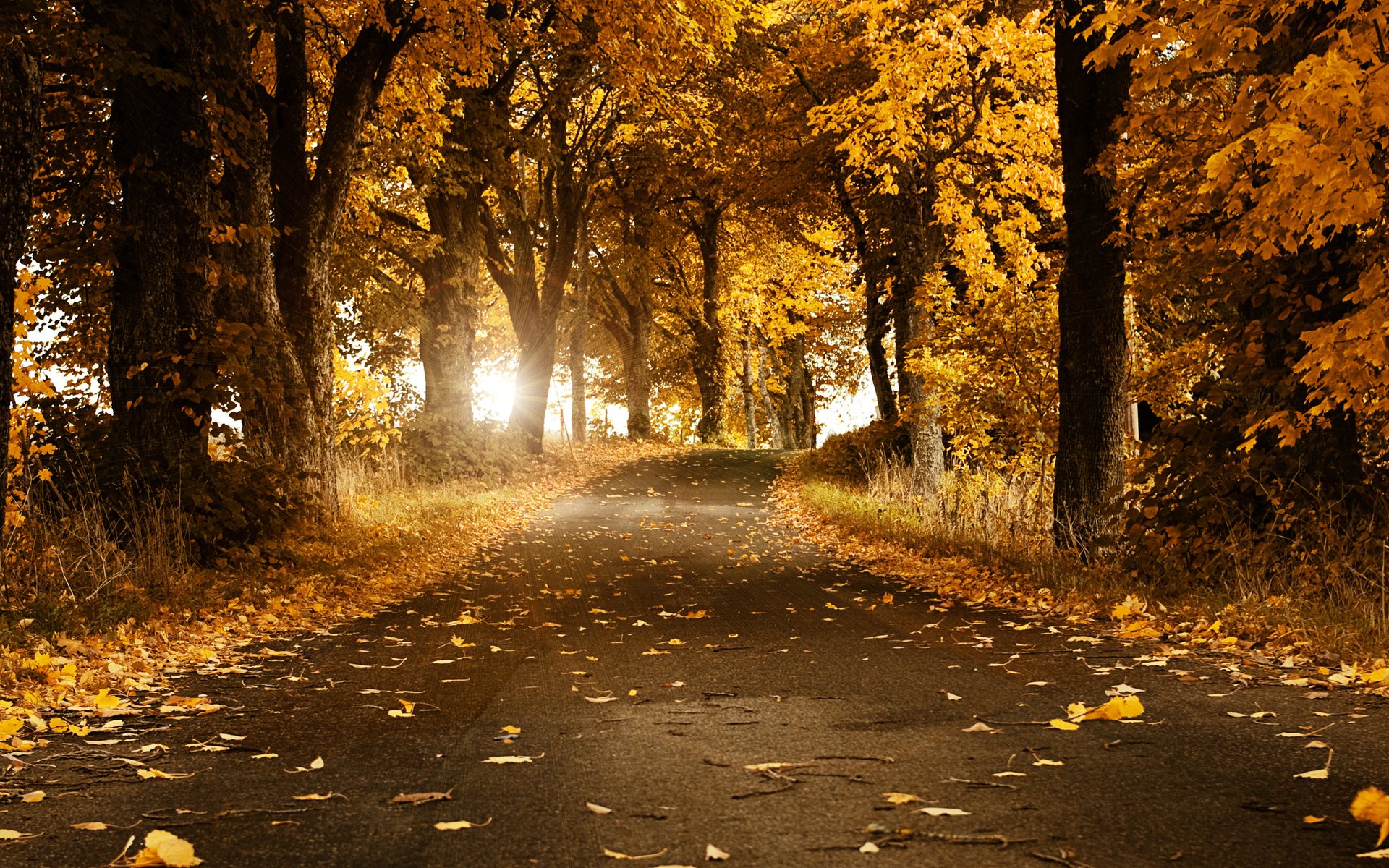 Обои дорога, деревья, листья, осень, швеция, road, trees, leaves, autumn, sweden разрешение 2560x1600 Загрузить