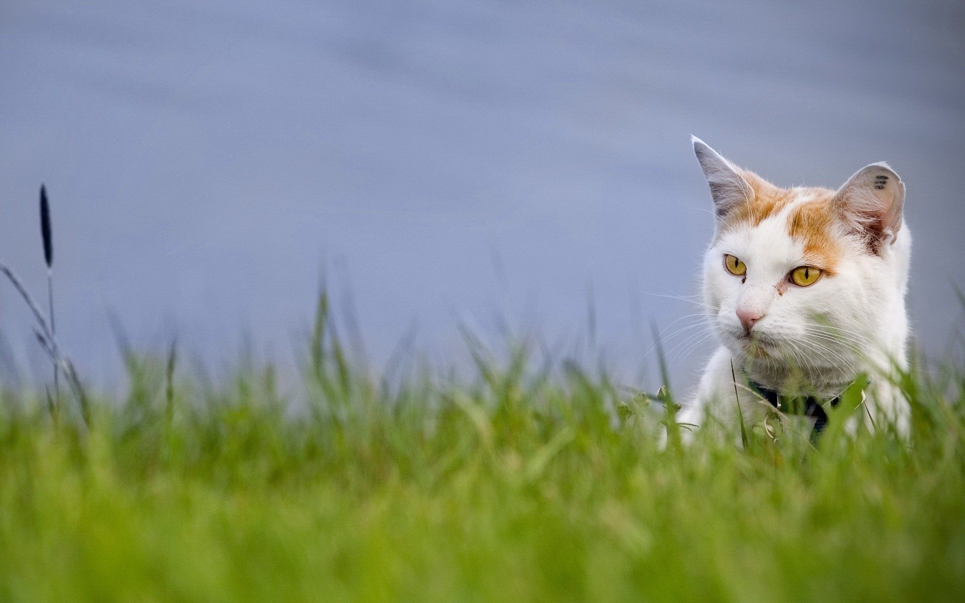 Обои трава, зелень, кот, взгляд, grass, greens, cat, look разрешение 1920x1440 Загрузить