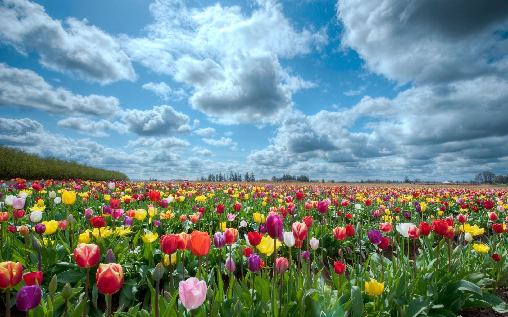 Обои небо, природа, поле, тюльпаны, the sky, nature, field, tulips разрешение 2560x1600 Загрузить