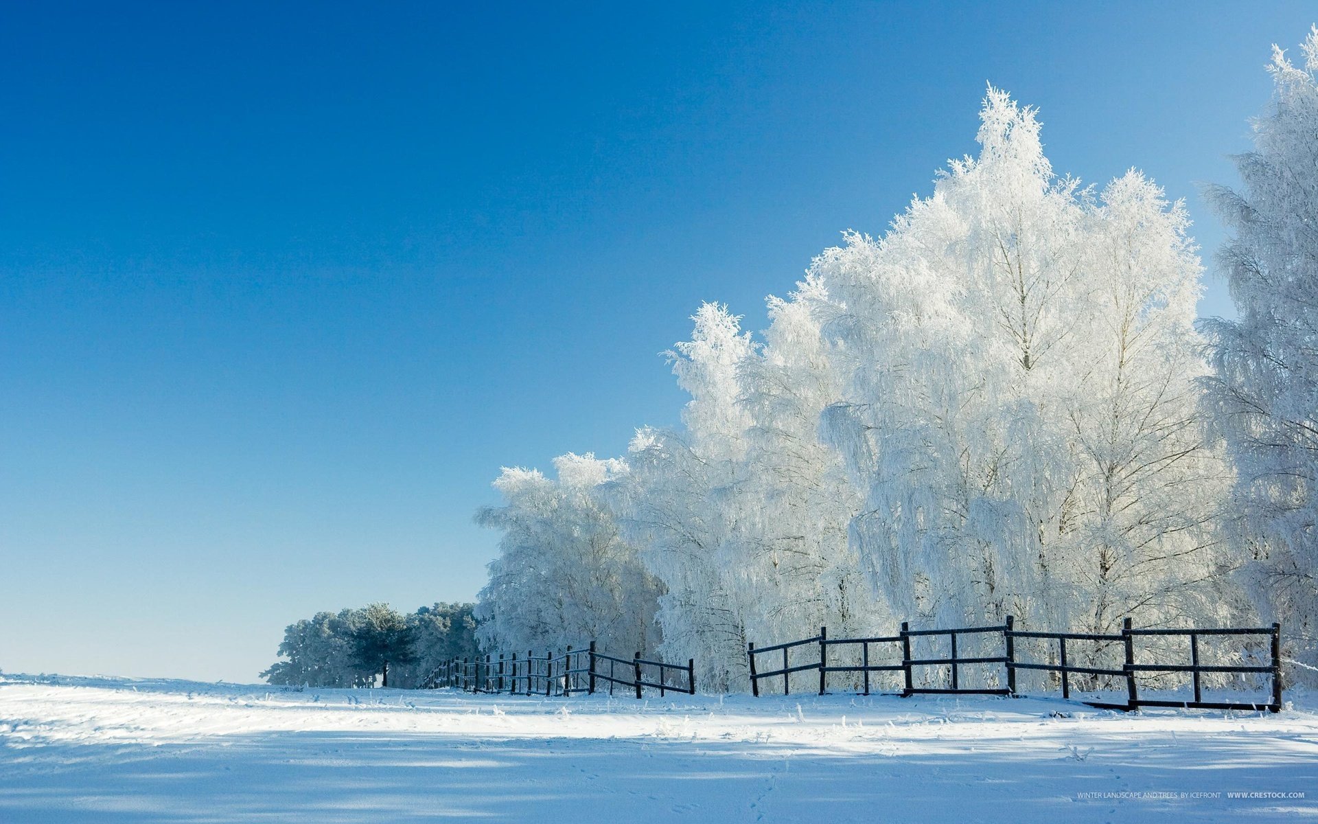 Обои деревья, снег, зима, забор, trees, snow, winter, the fence разрешение 2560x1600 Загрузить