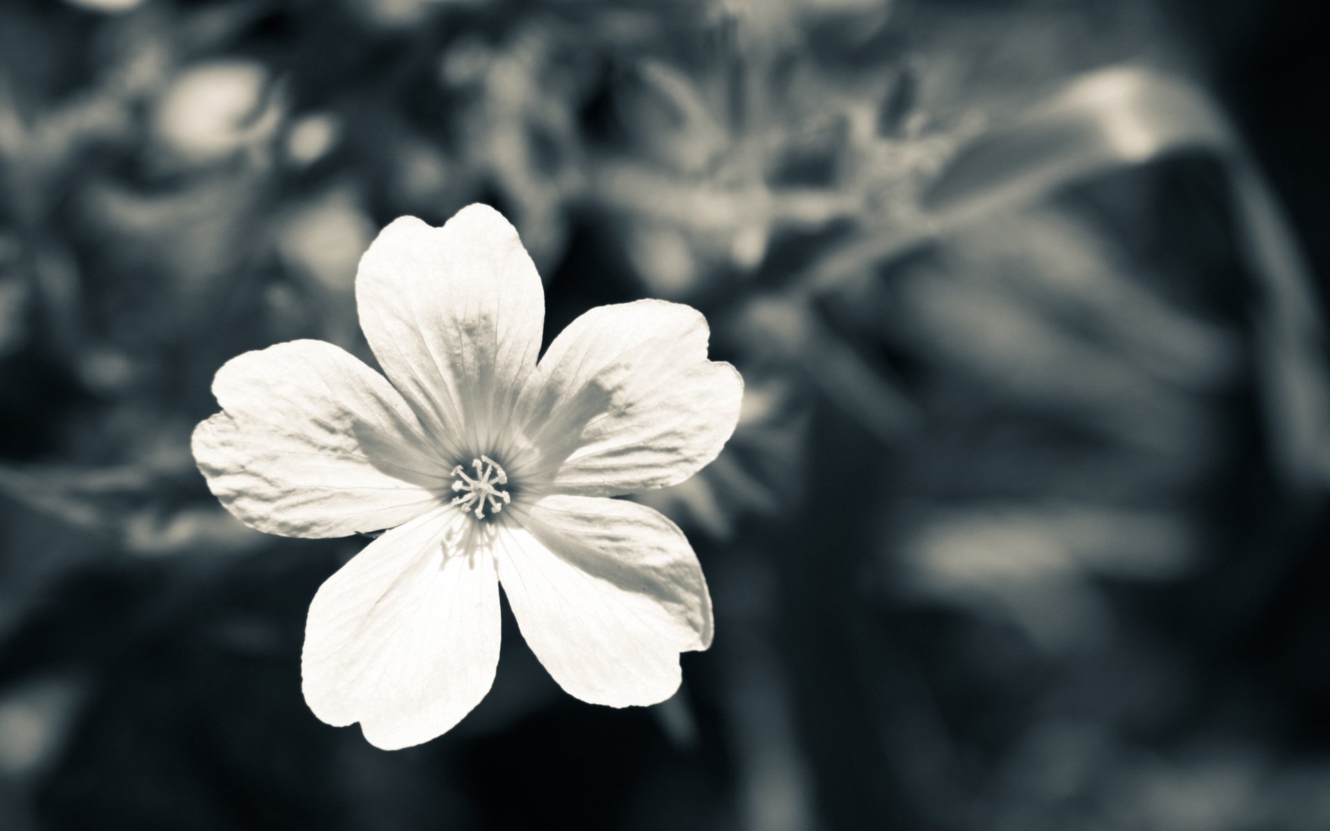 Обои макро, цветок, лепестки, чёрно-белое, белый, серый, macro, flower, petals, black and white, white, grey разрешение 2560x1440 Загрузить