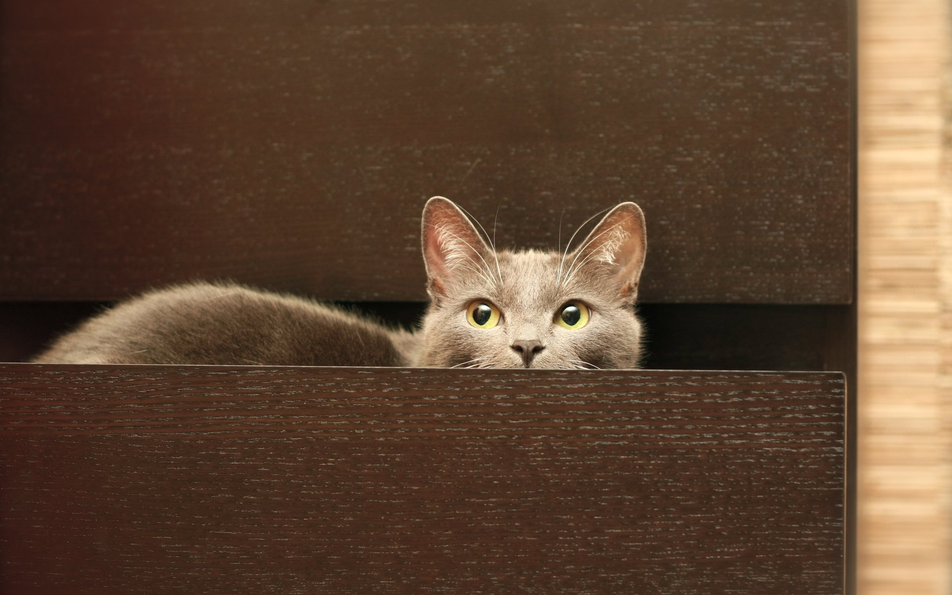 Обои кот, мордочка, кошка, взгляд, серый, комод, cat, muzzle, look, grey, chest разрешение 3888x2592 Загрузить